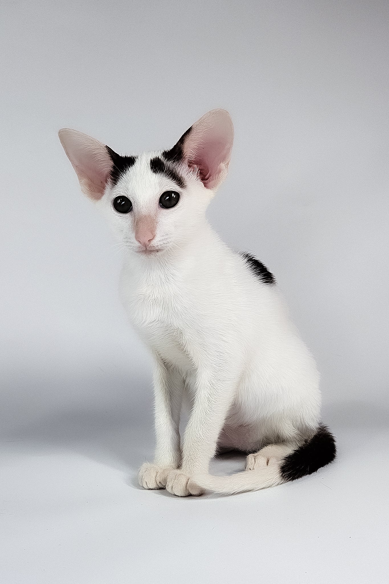Oreo | Oriental Shorthair Kitten - Image 7
