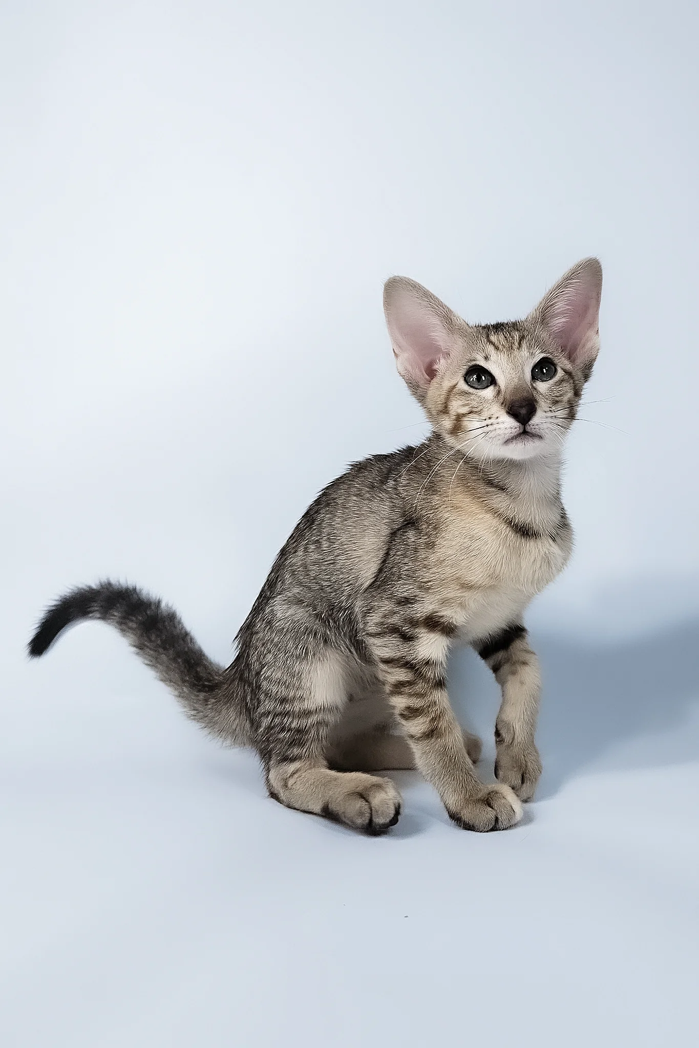 Penny | Oriental Shorthair Kitten - Image 5