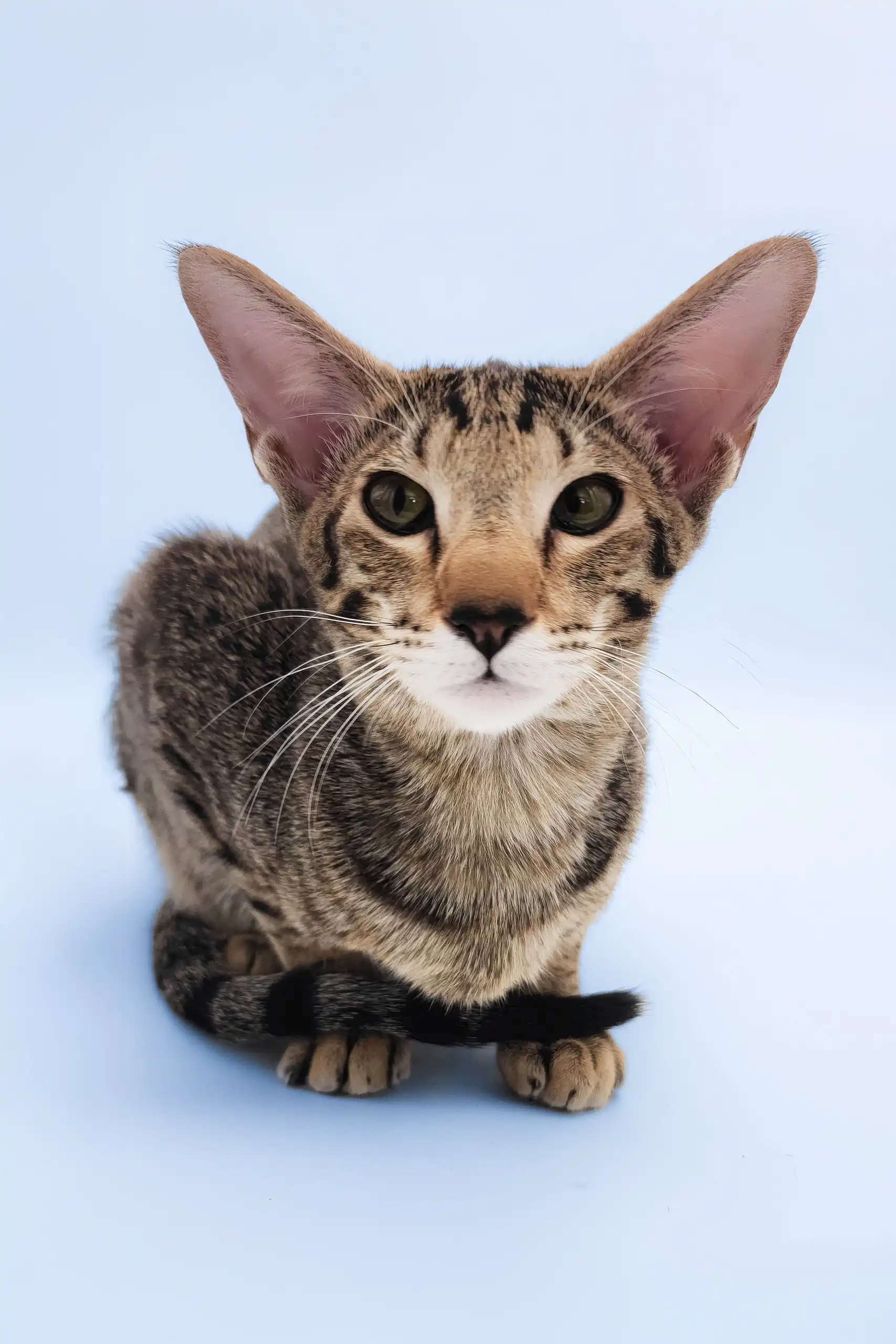 Queries | Oriental Shorthair Kitten - Image 4