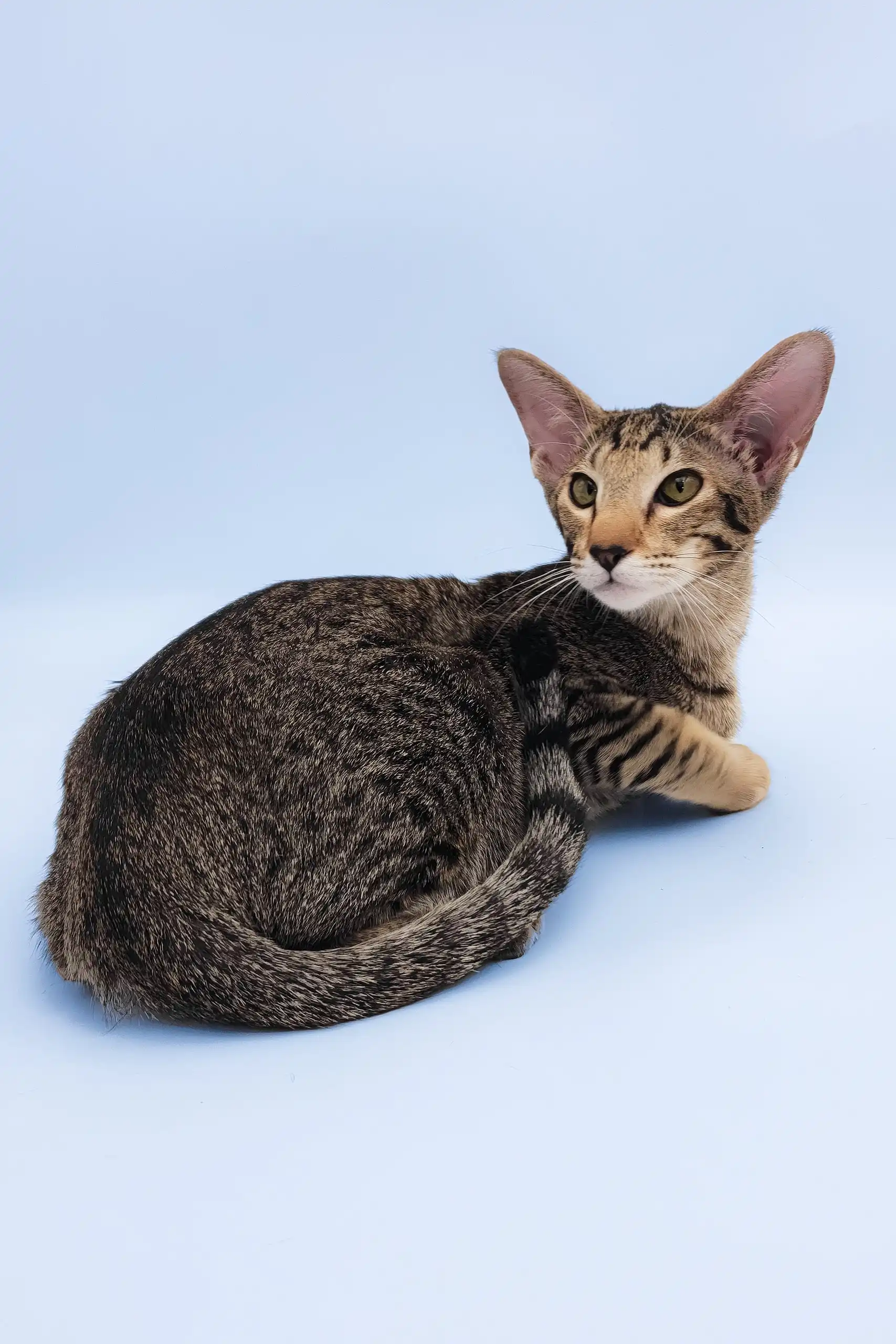 Queries | Oriental Shorthair Kitten - Image 6