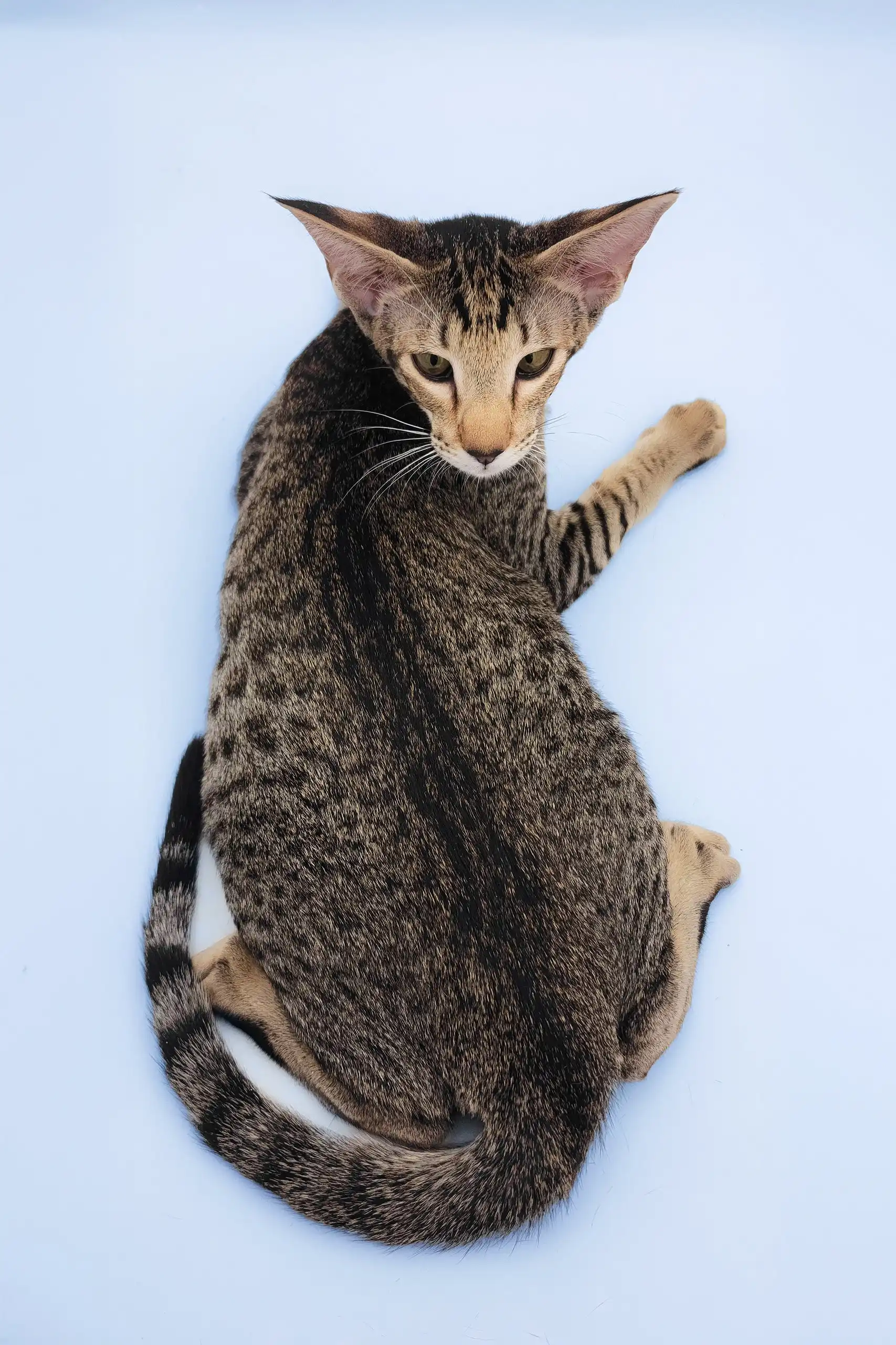 Queries | Oriental Shorthair Kitten - Image 7