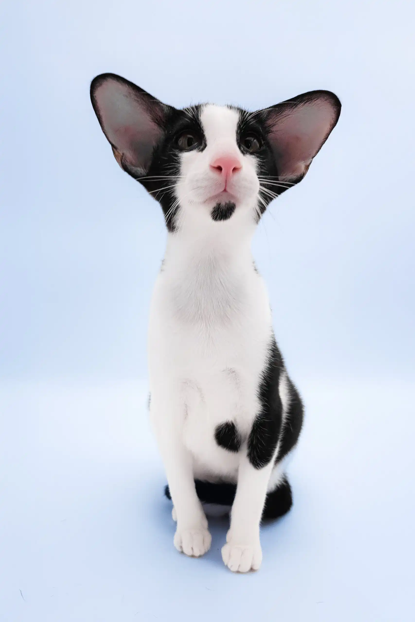Quesa | Oriental Shorthair Kitten - Image 3