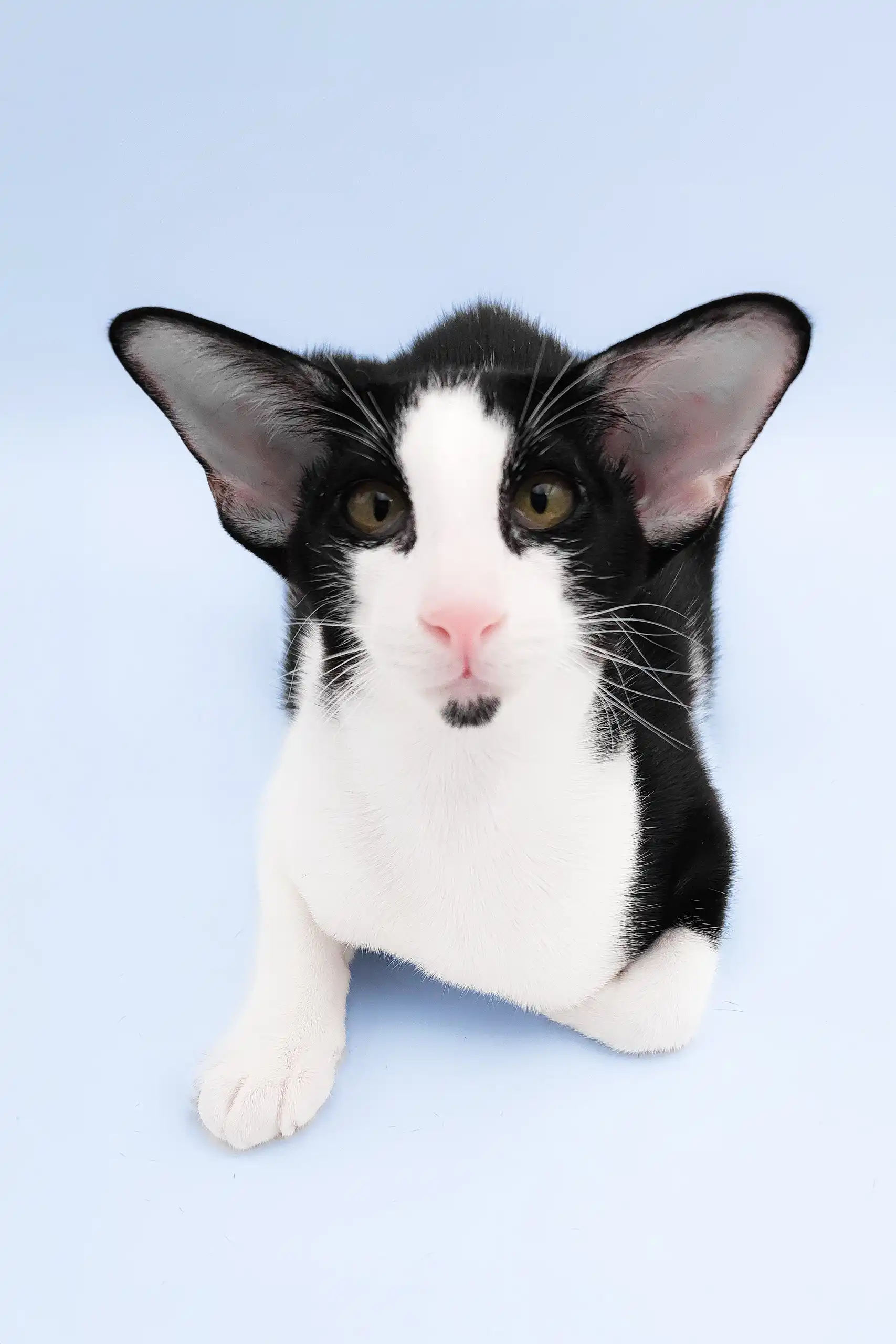 Quesa | Oriental Shorthair Kitten - Image 4