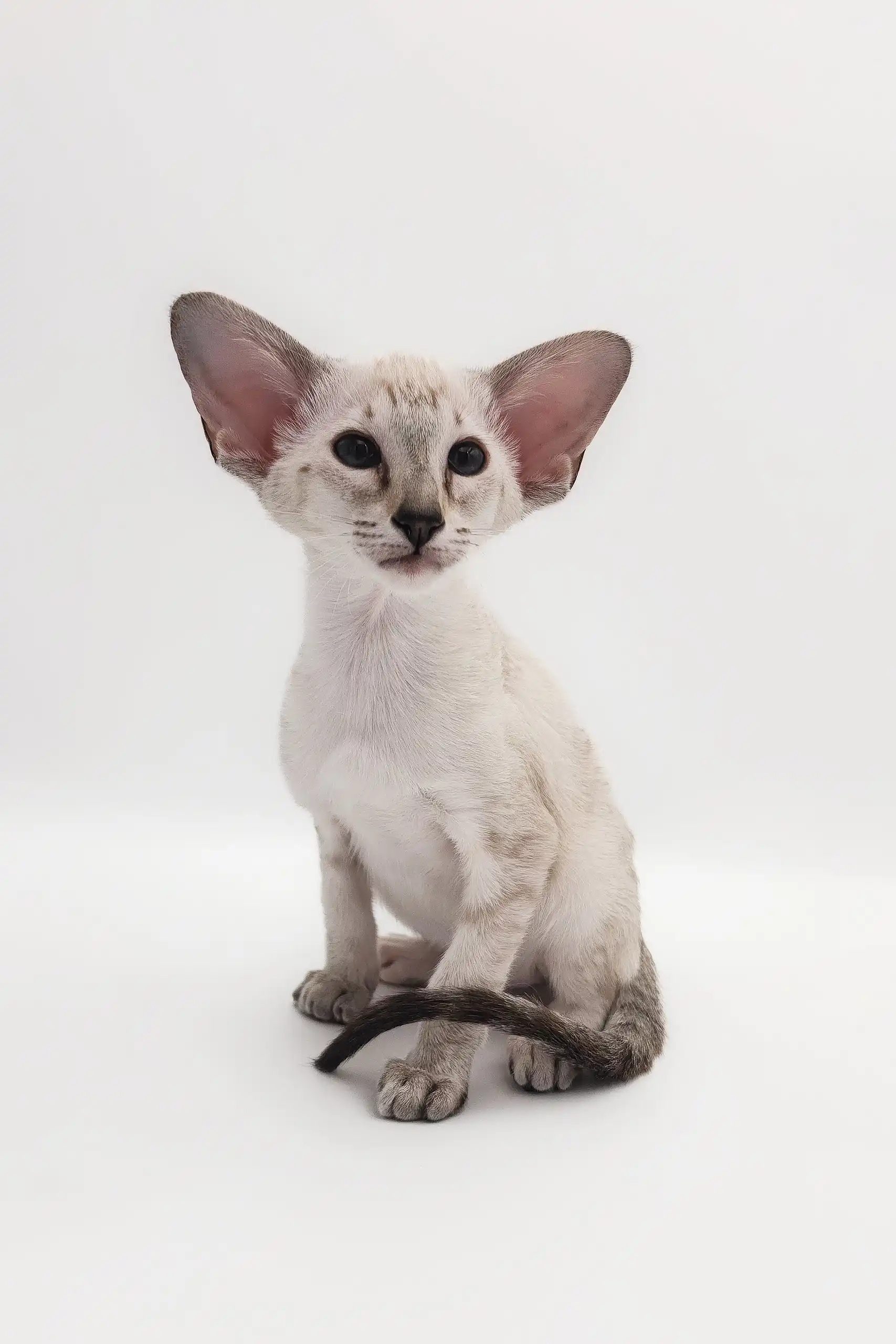 Rachel | Oriental Shorthair Kitten - Image 3