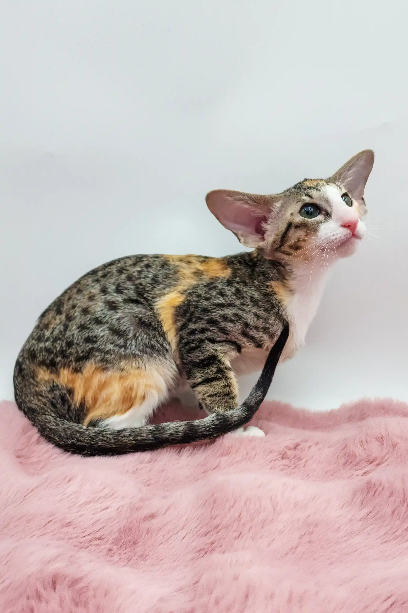 Rosabelle | Oriental Shorthair Kitten - Image 5