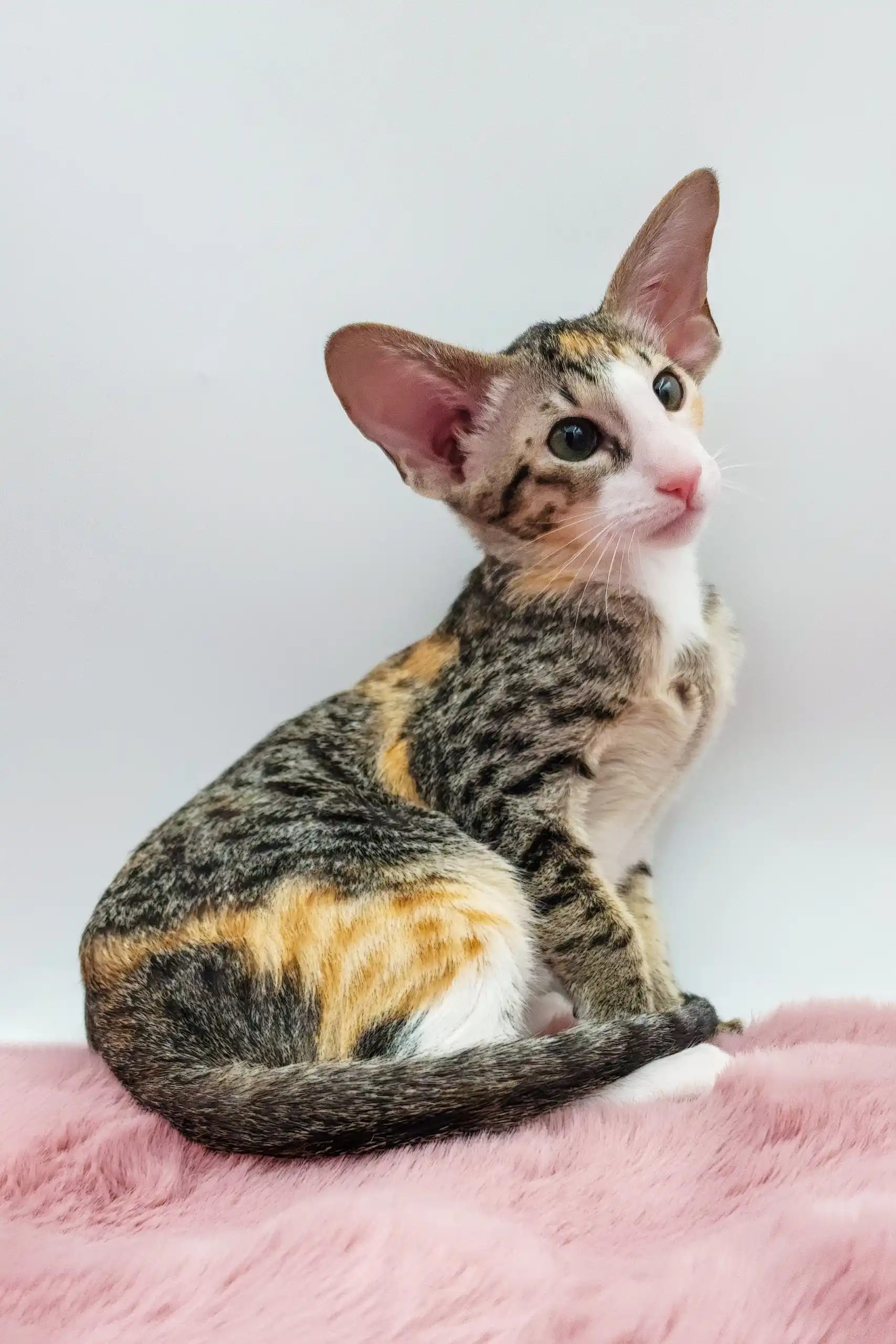 Rosabelle | Oriental Shorthair Kitten - Image 6