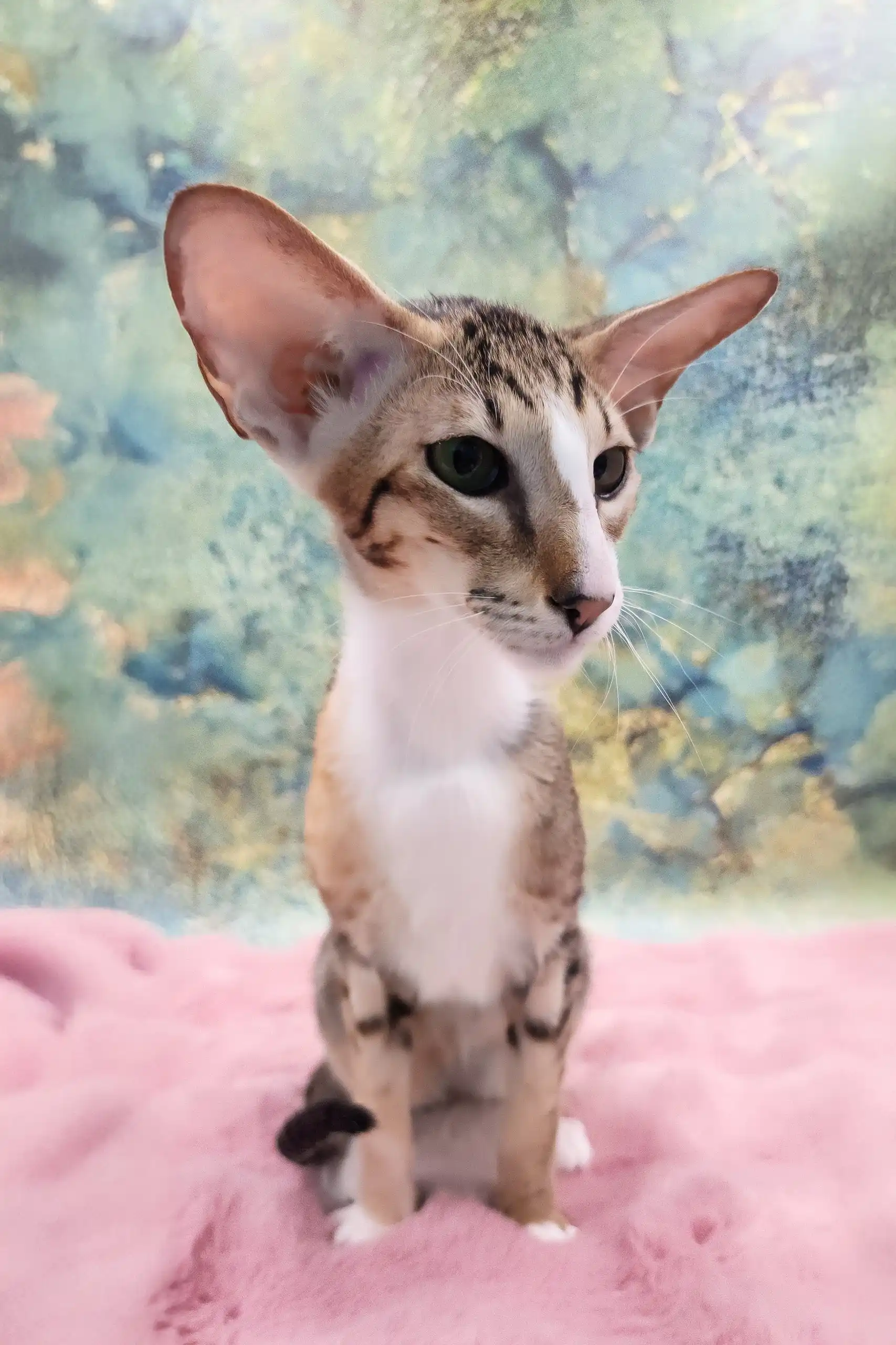 Rosaline | Oriental Shorthair Kitten - Image 10