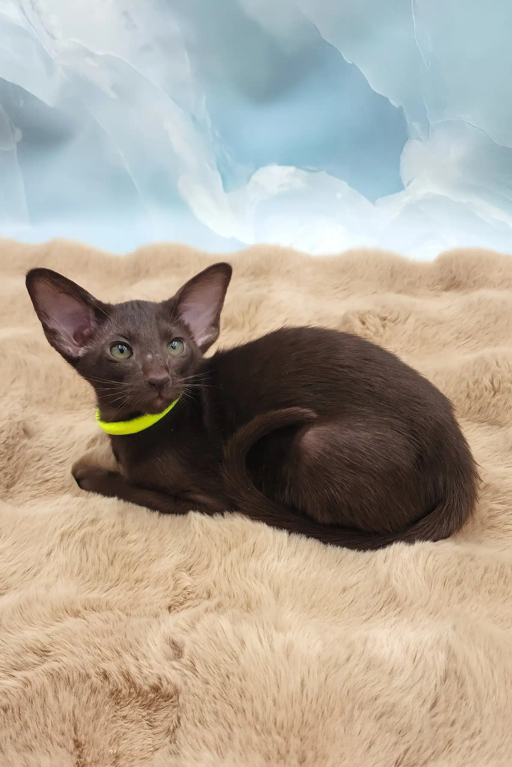 Sherilyn | Oriental Shorthair Kitten - Image 10