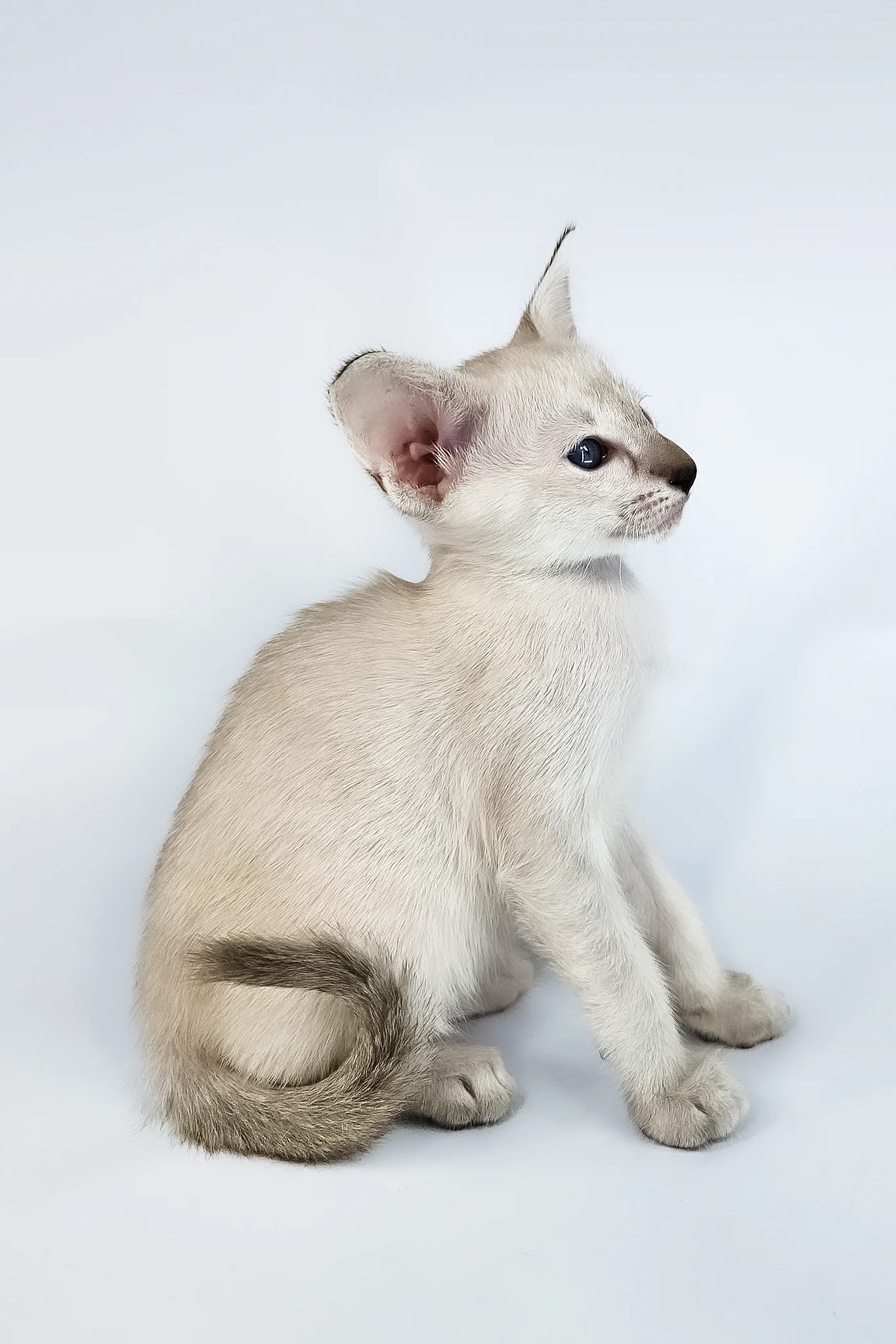 Tori | Oriental Shorthair Kitten - Image 7