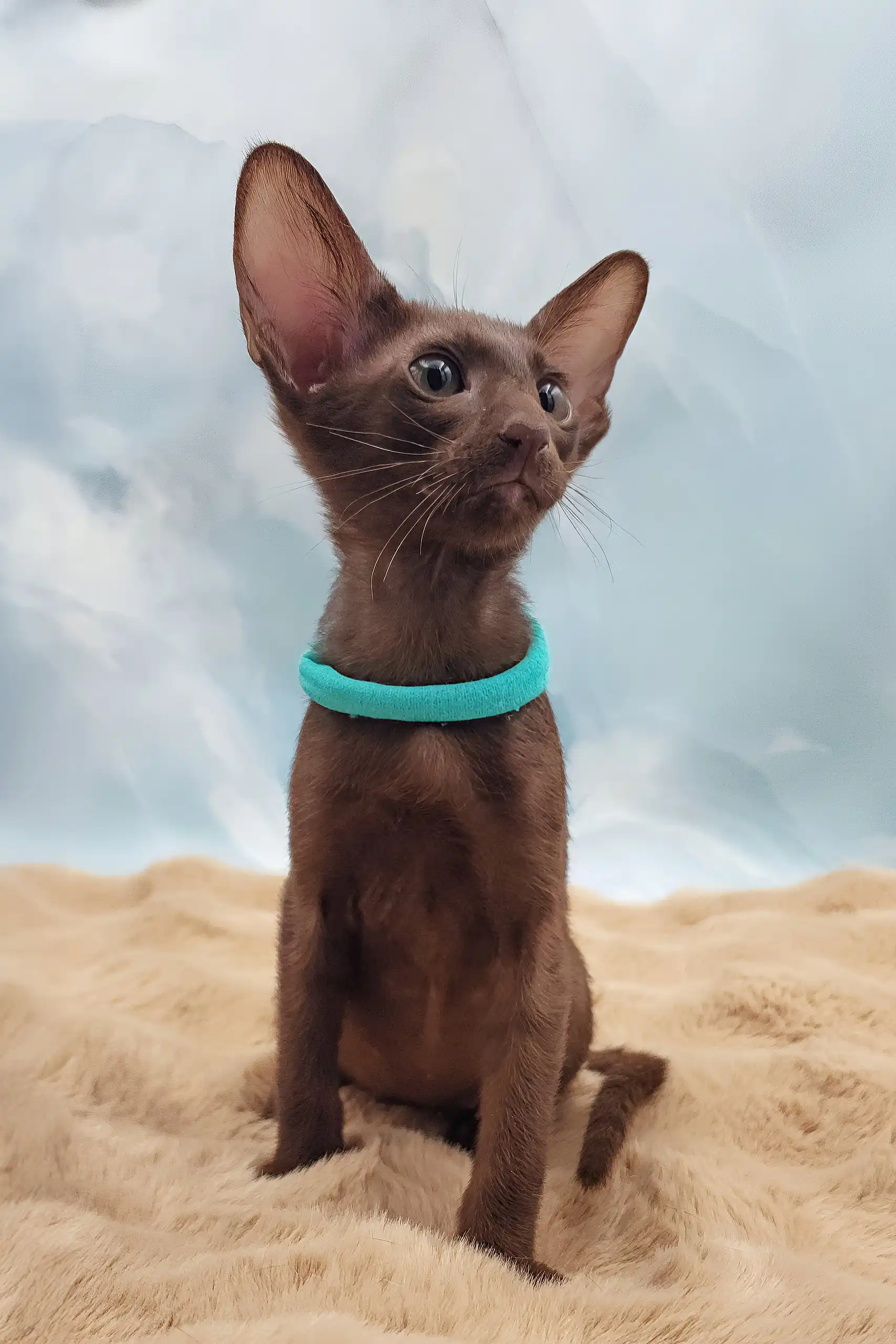Trinity | Oriental Shorthair Kitten - Image 11