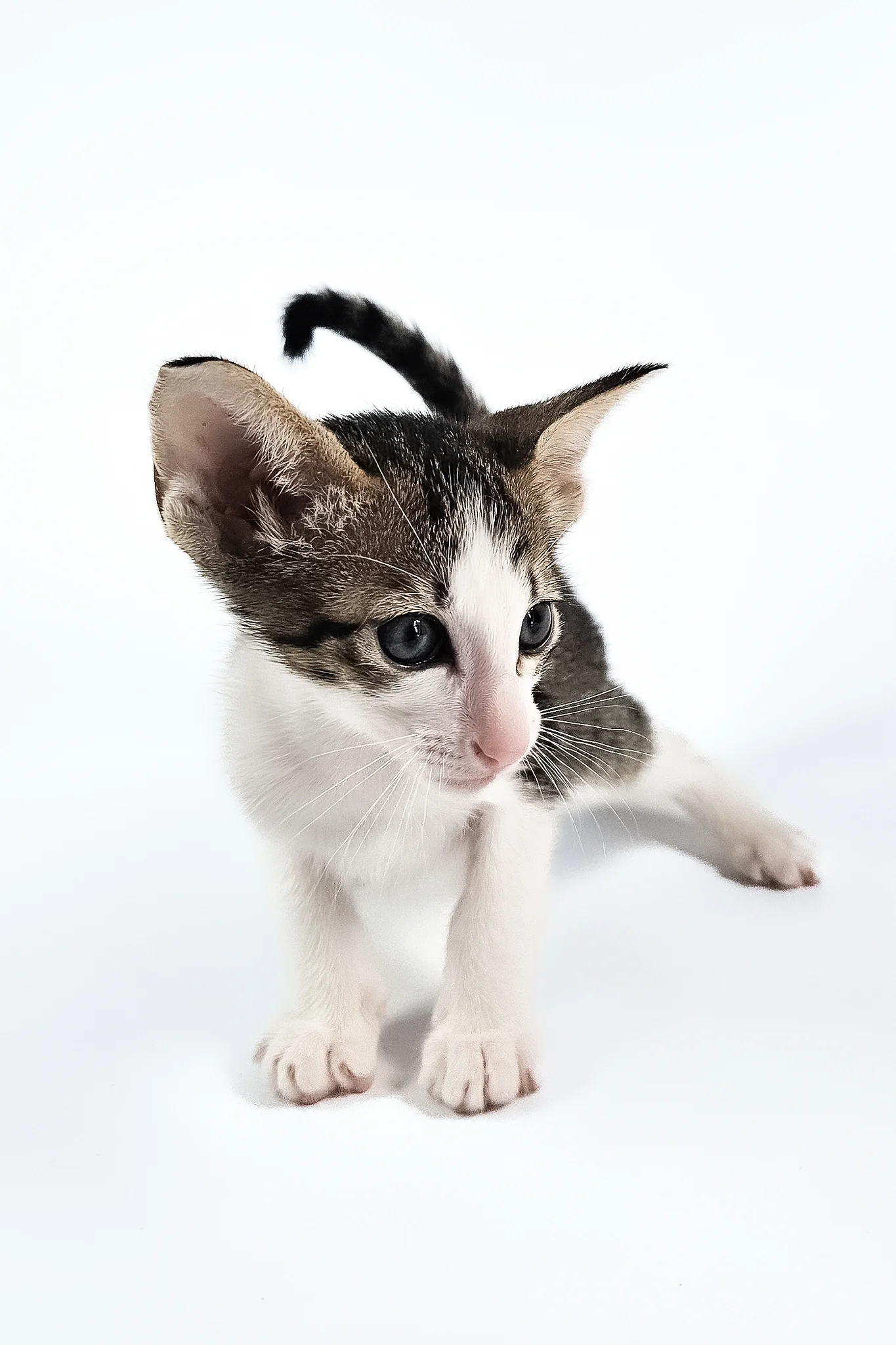 Ulya | Oriental Shorthair Kitten - Image 11