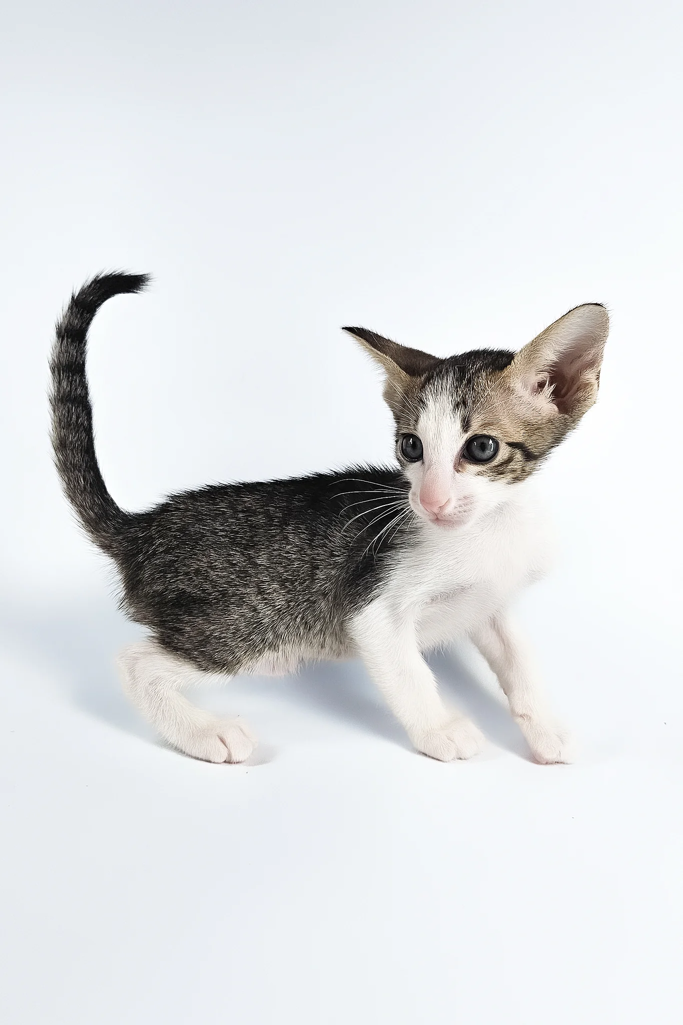 Ulya | Oriental Shorthair Kitten - Image 14