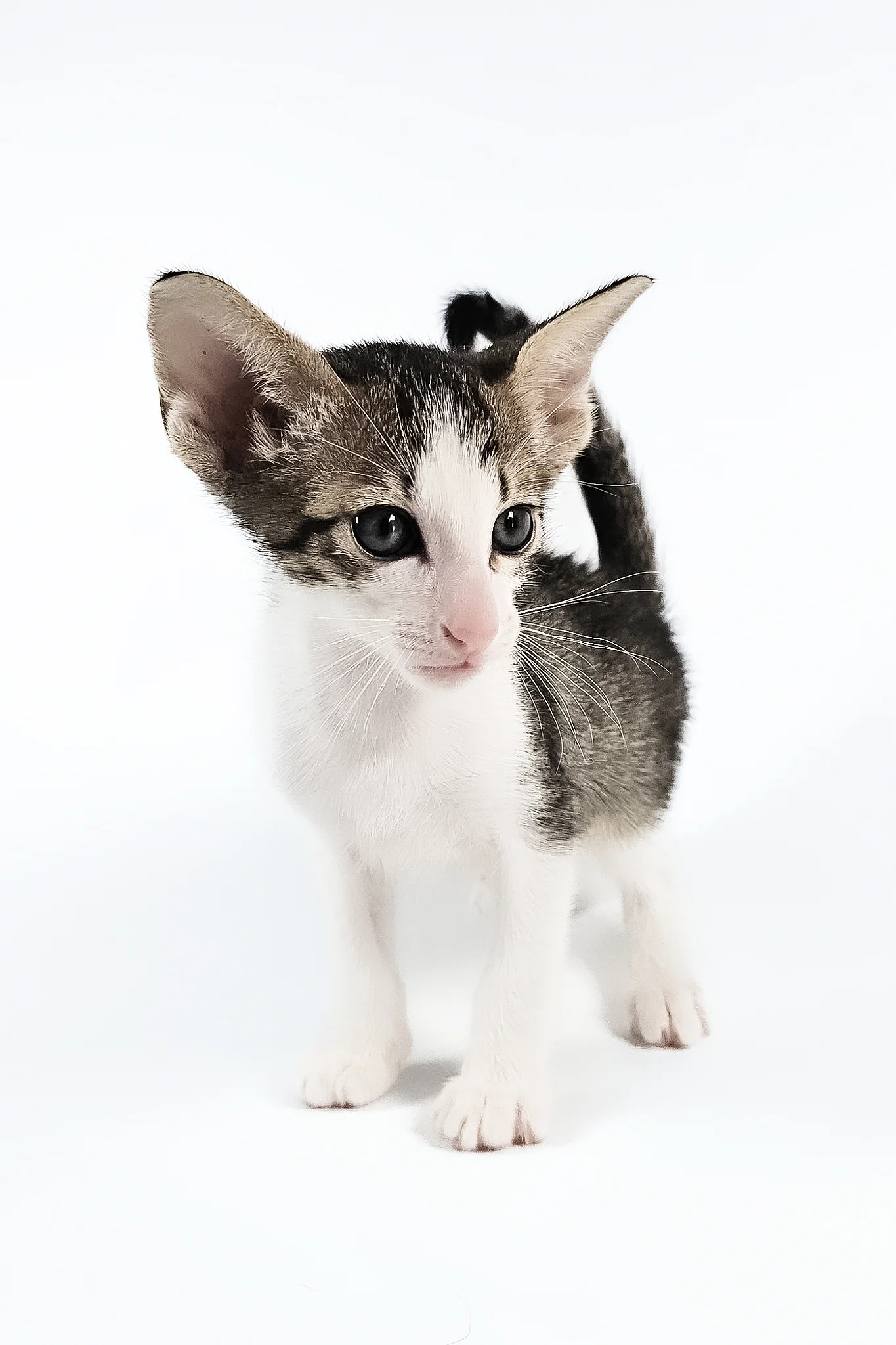 Ulya | Oriental Shorthair Kitten - Image 8