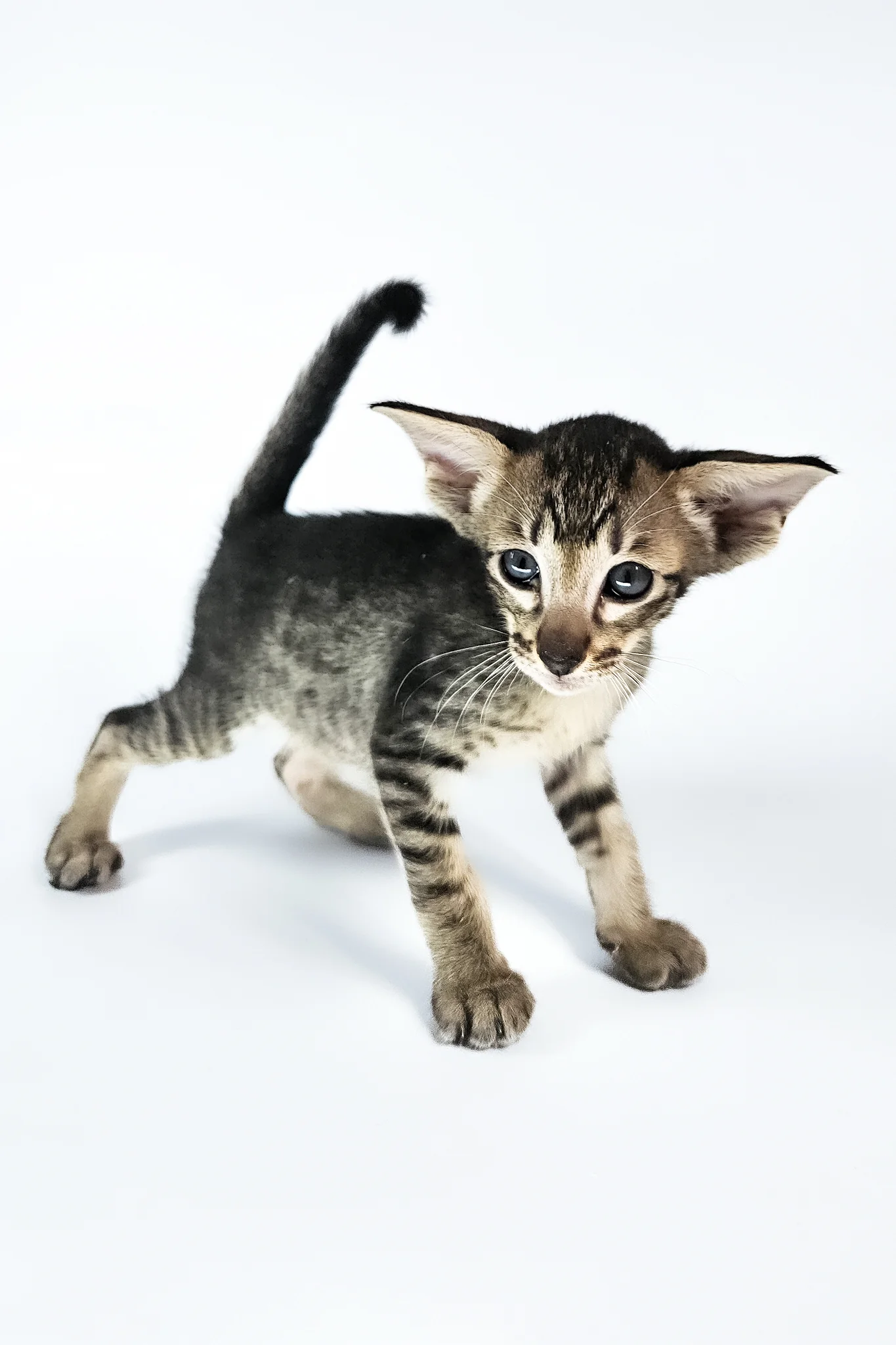 Undina | Oriental Shorthair Kitten - Image 10