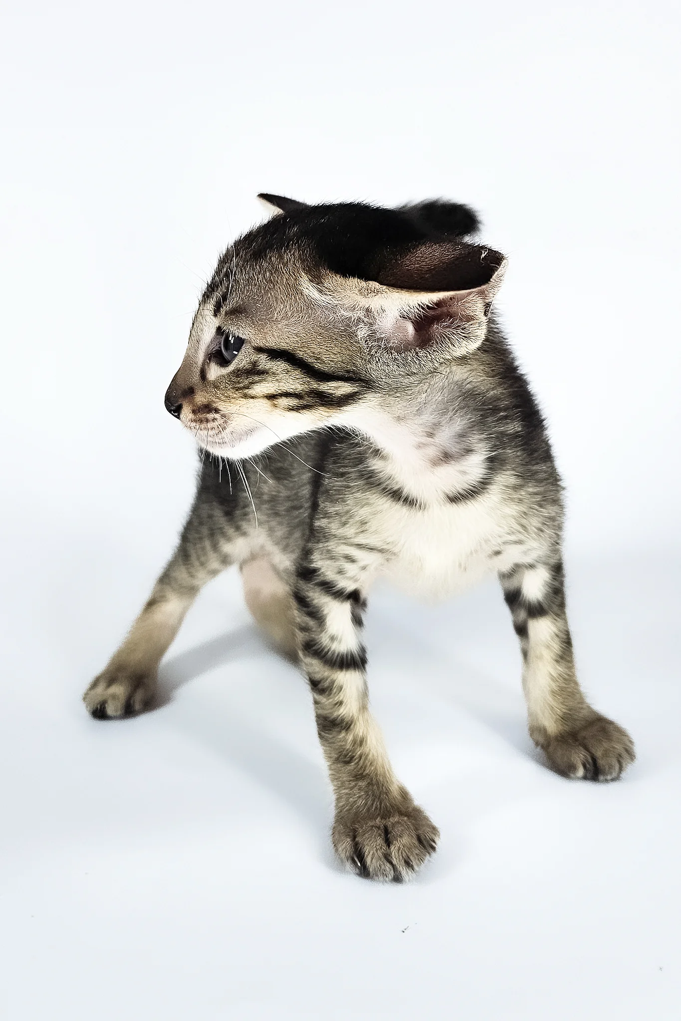 Undina | Oriental Shorthair Kitten - Image 11