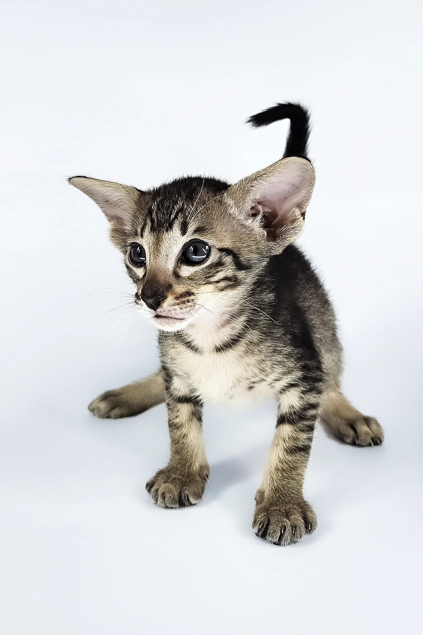 Undina | Oriental Shorthair Kitten - Image 12