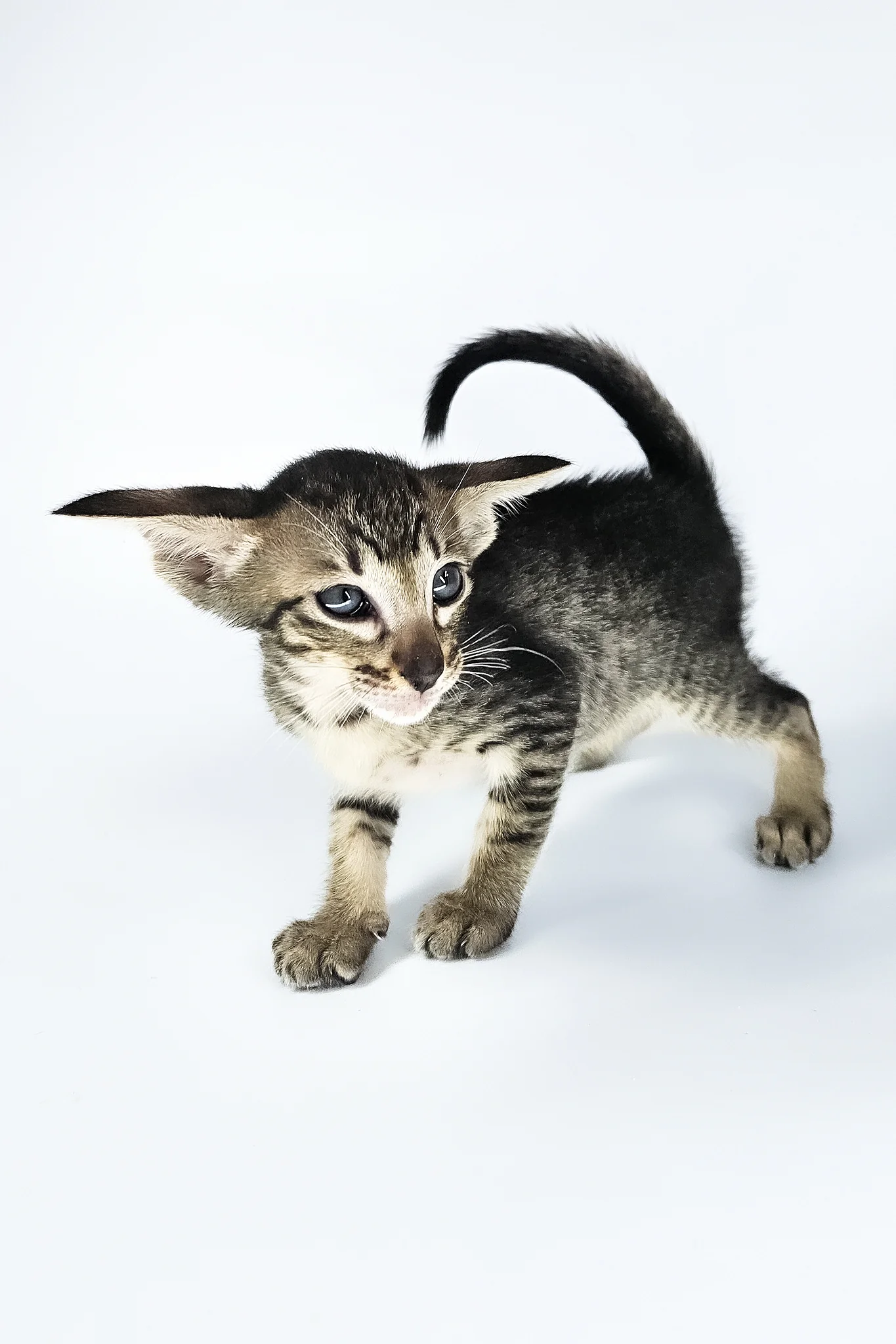Undina | Oriental Shorthair Kitten - Image 13