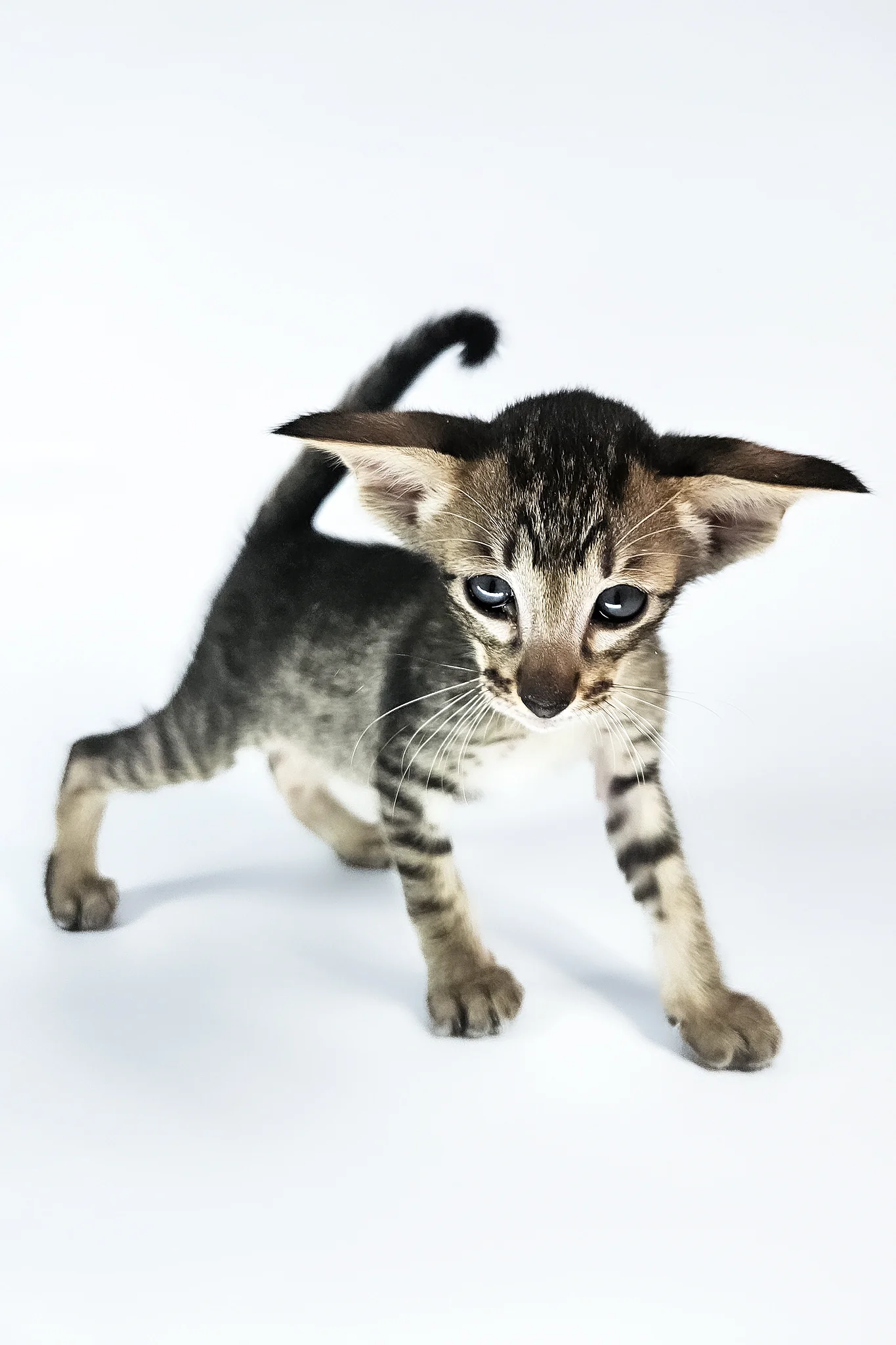 Undina | Oriental Shorthair Kitten - Image 14
