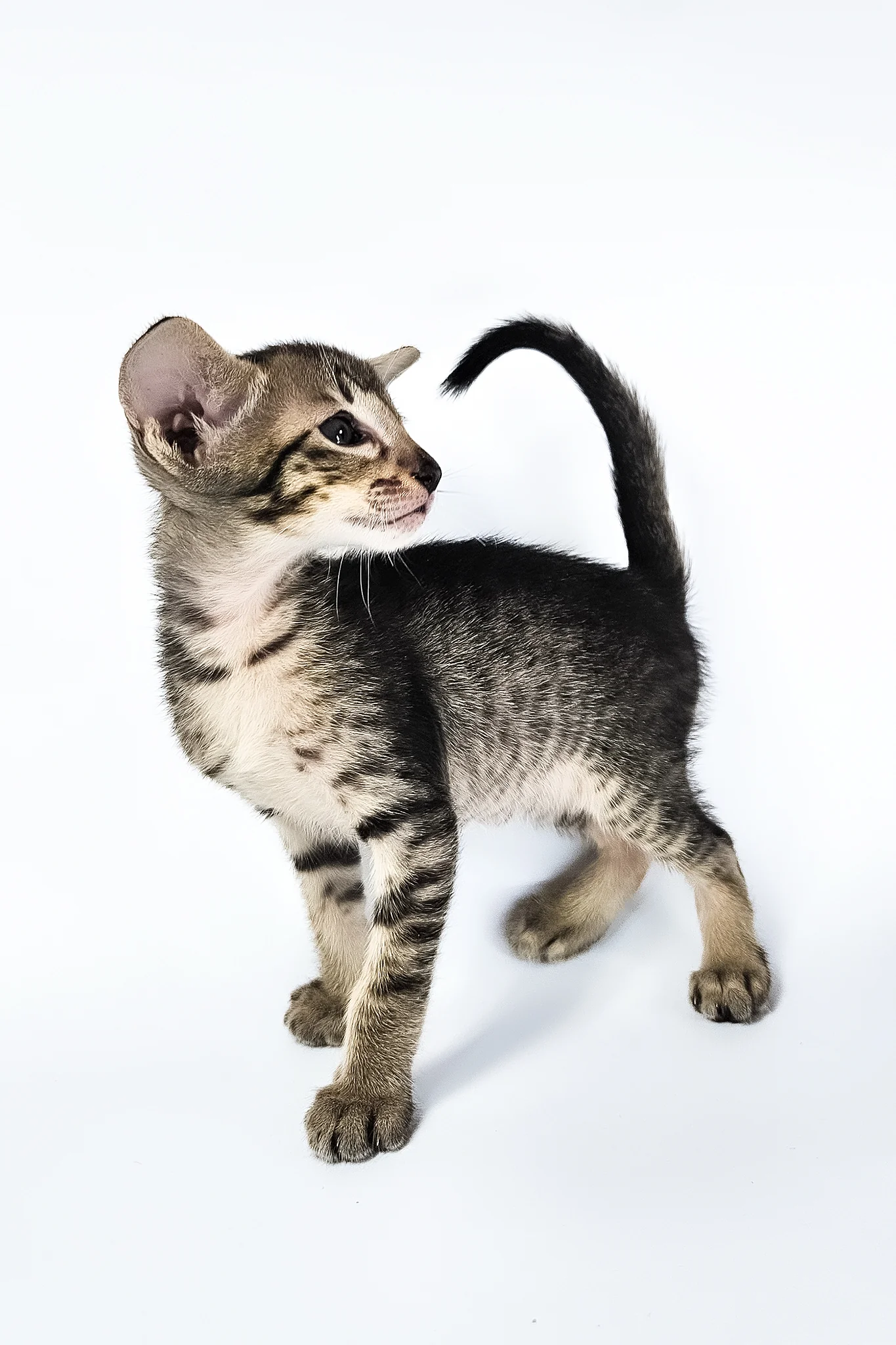 Undina | Oriental Shorthair Kitten - Image 15