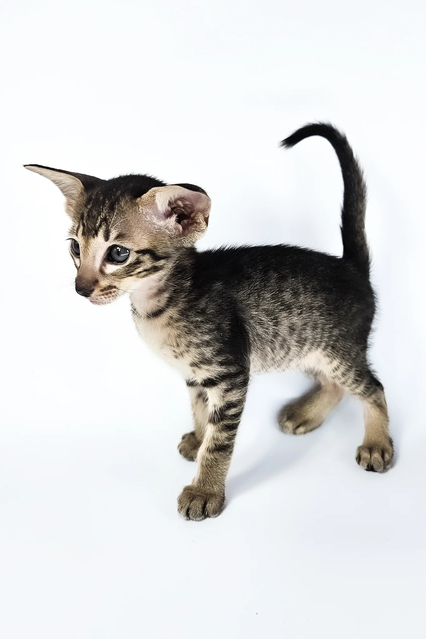 Undina | Oriental Shorthair Kitten - Image 16