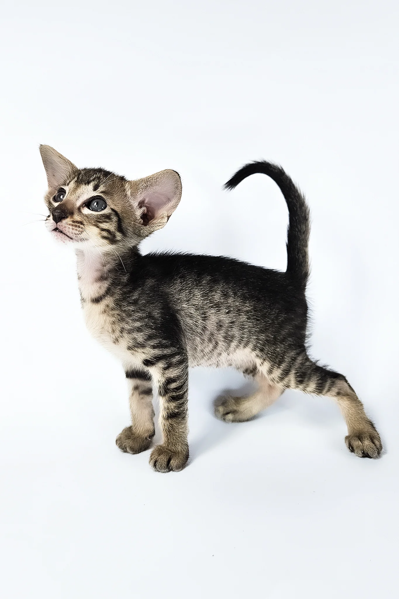 Undina | Oriental Shorthair Kitten - Image 17