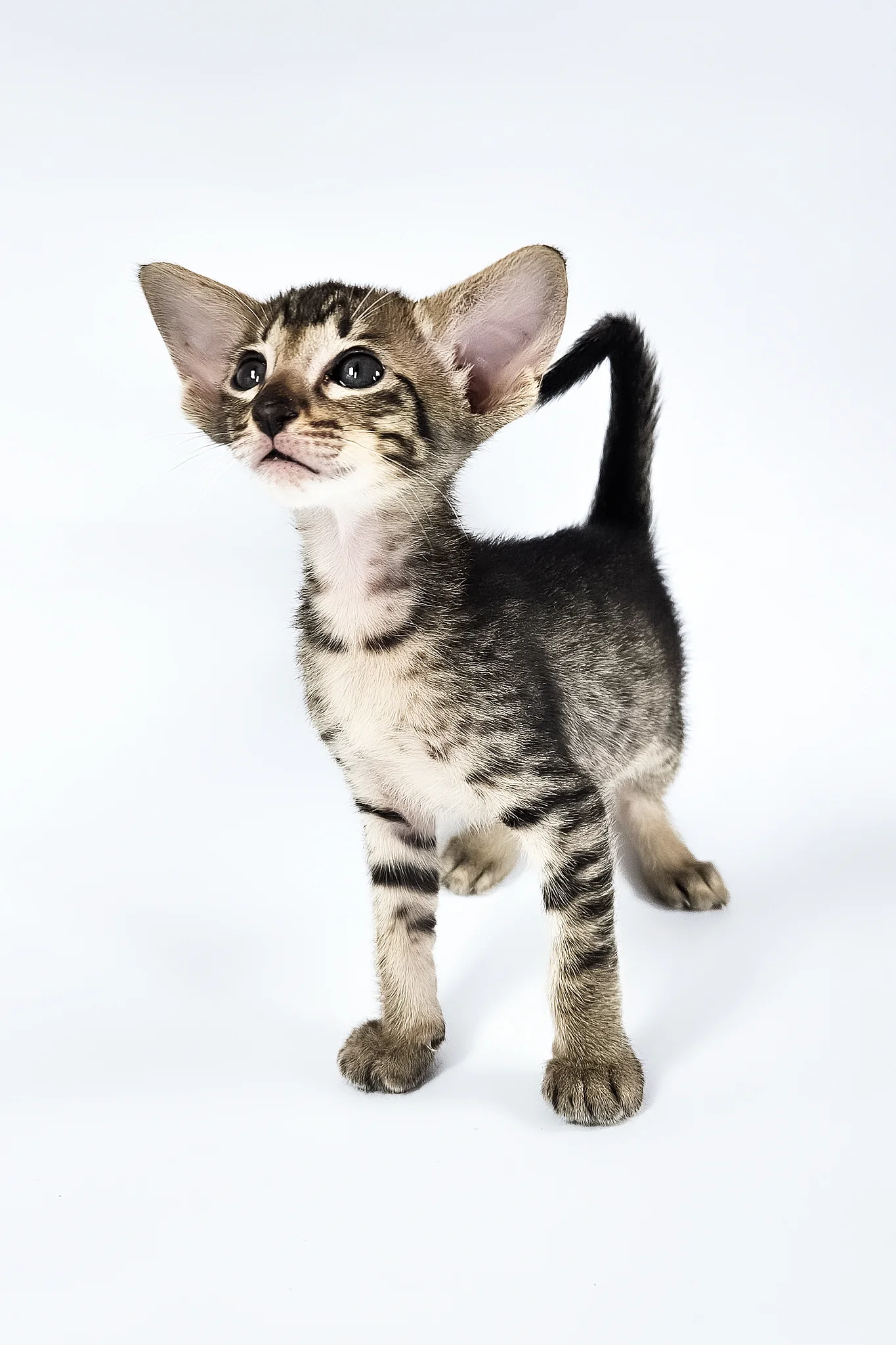 Undina | Oriental Shorthair Kitten - Image 6