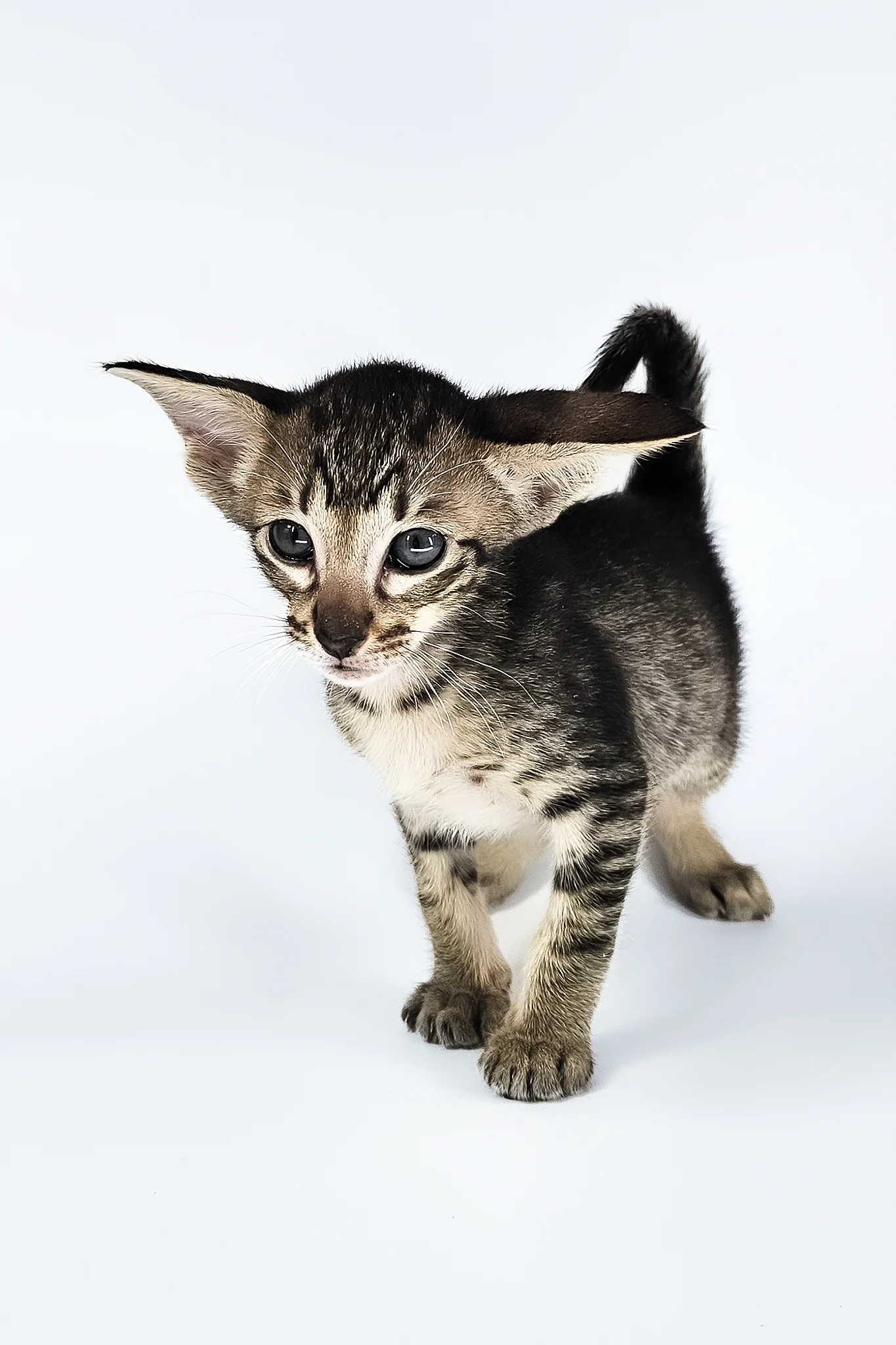 Undina | Oriental Shorthair Kitten - Image 7