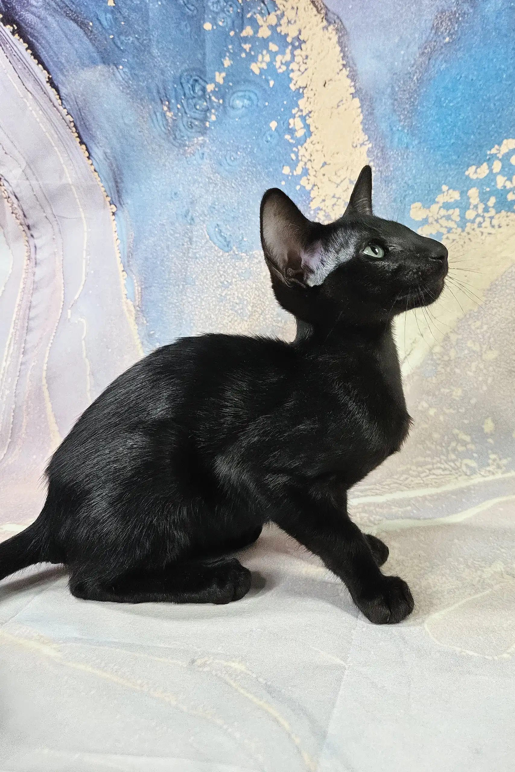 White | Oriental Shorthair Kitten - Image 4
