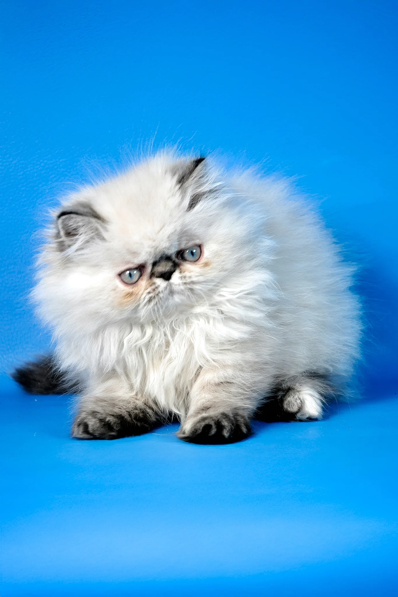 Amanda | Persian Kitten - Image 3