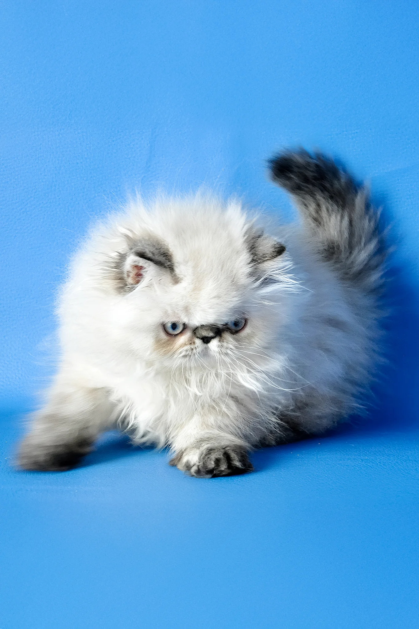 Amanda | Persian Kitten - Image 5