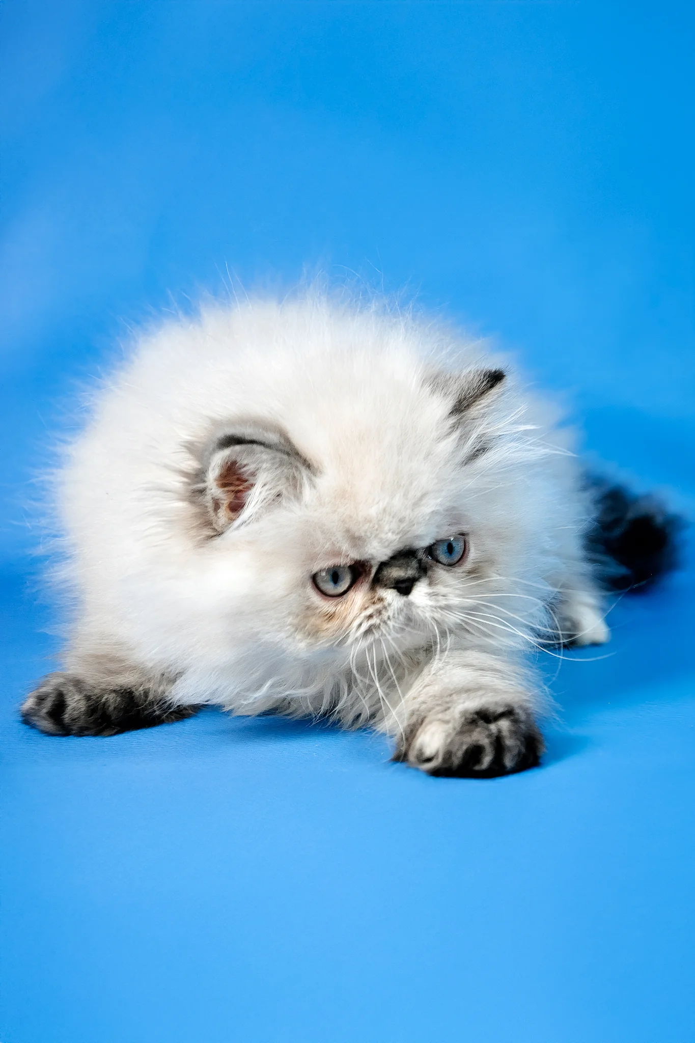 Amanda | Persian Kitten - Image 6