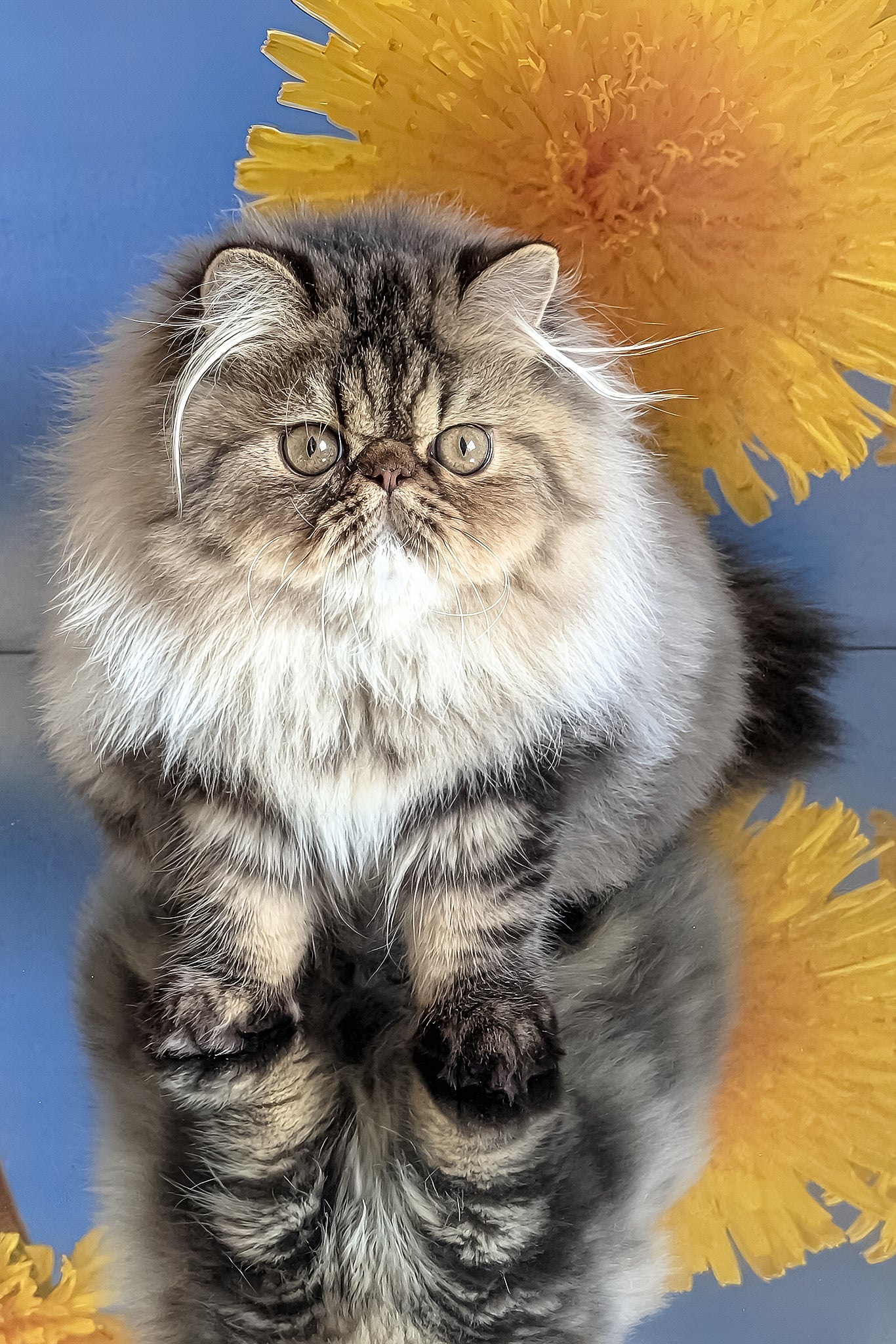 Bagira | Persian Kitten - Image 3