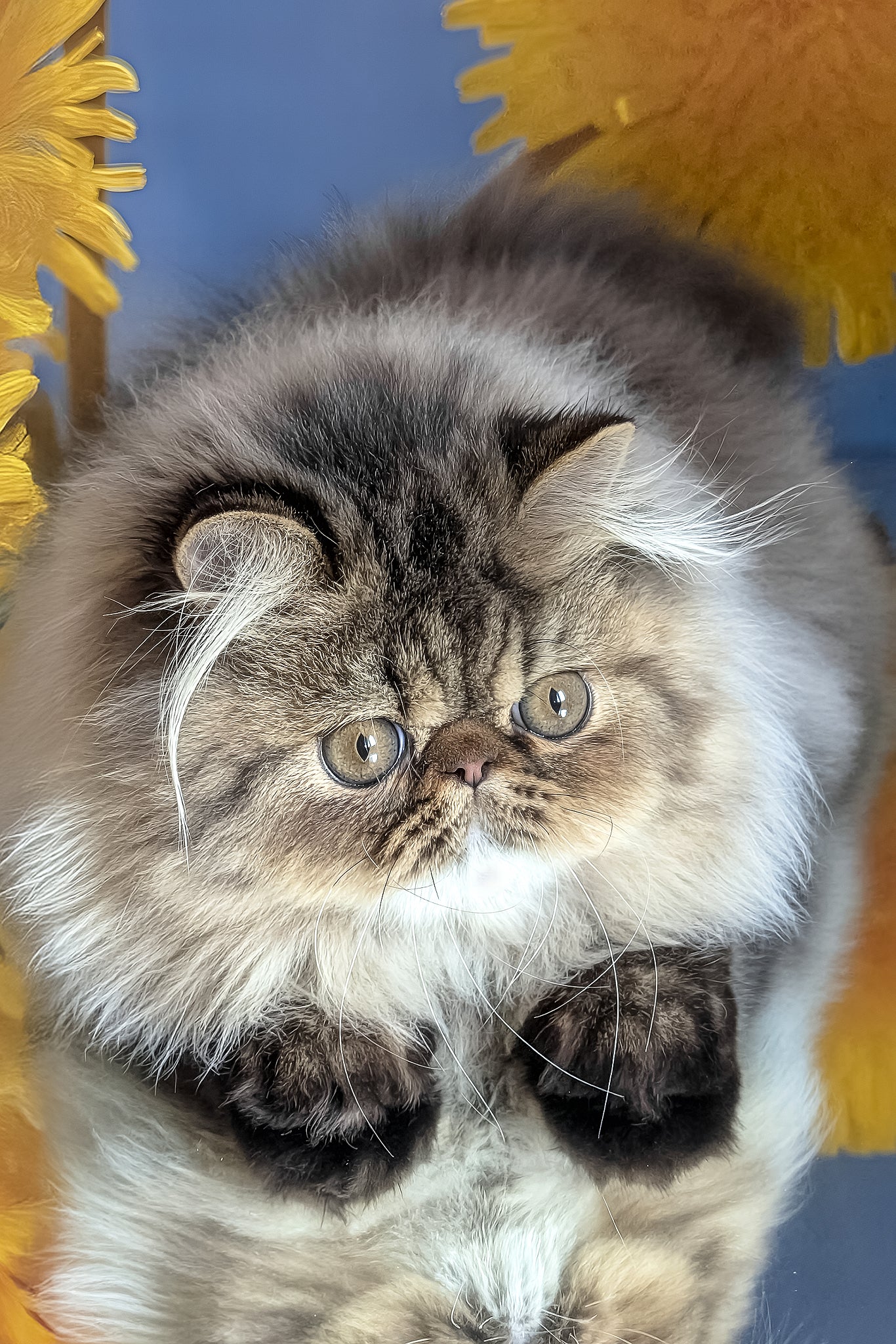 Bagira | Persian Kitten - Image 5