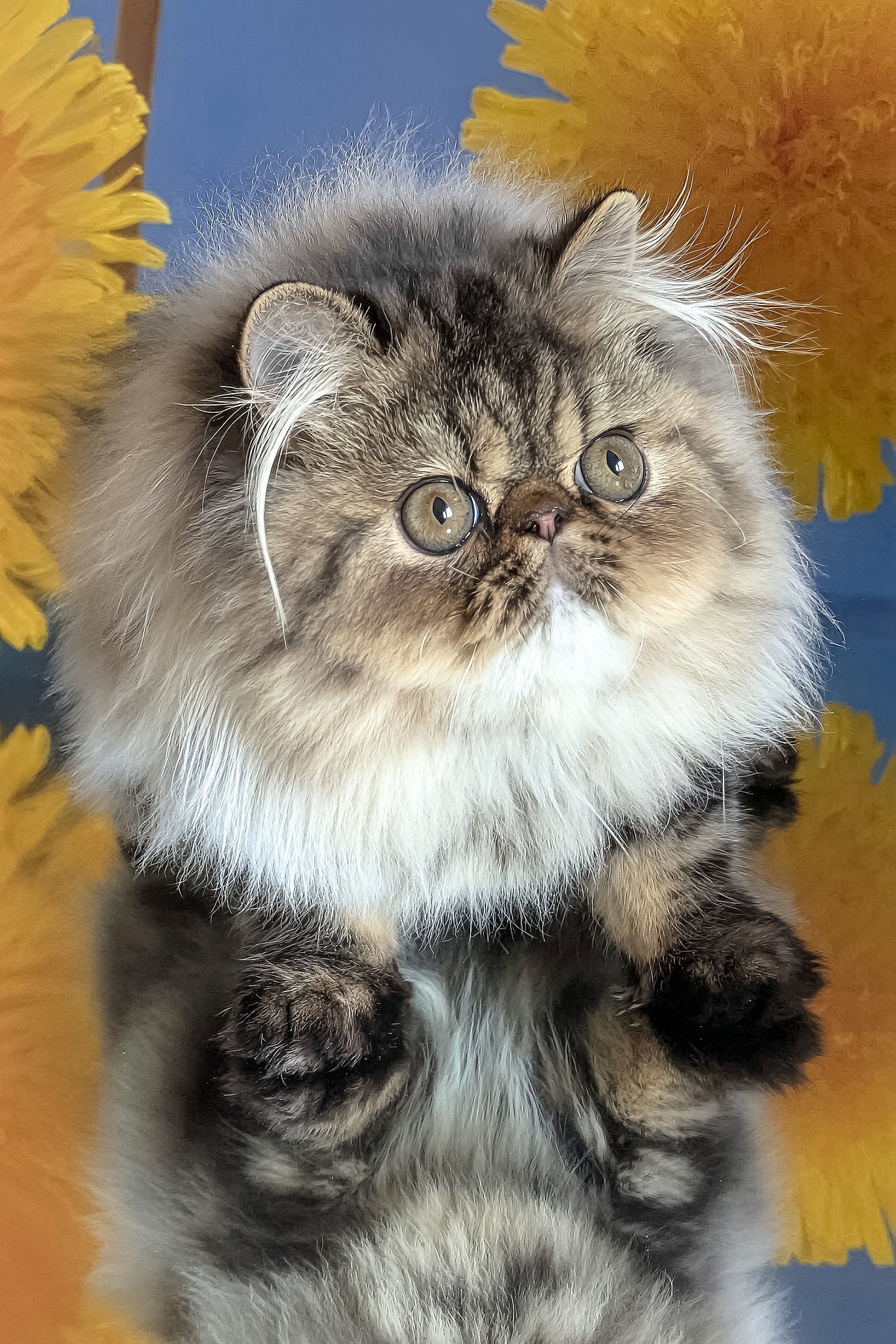 Bagira | Persian Kitten - Image 7