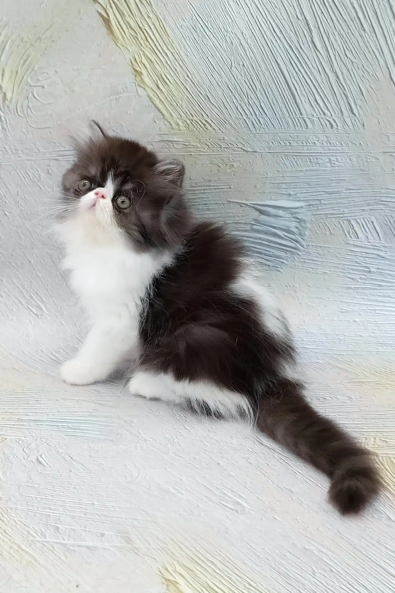 Deissika | Persian Kitten - Image 11