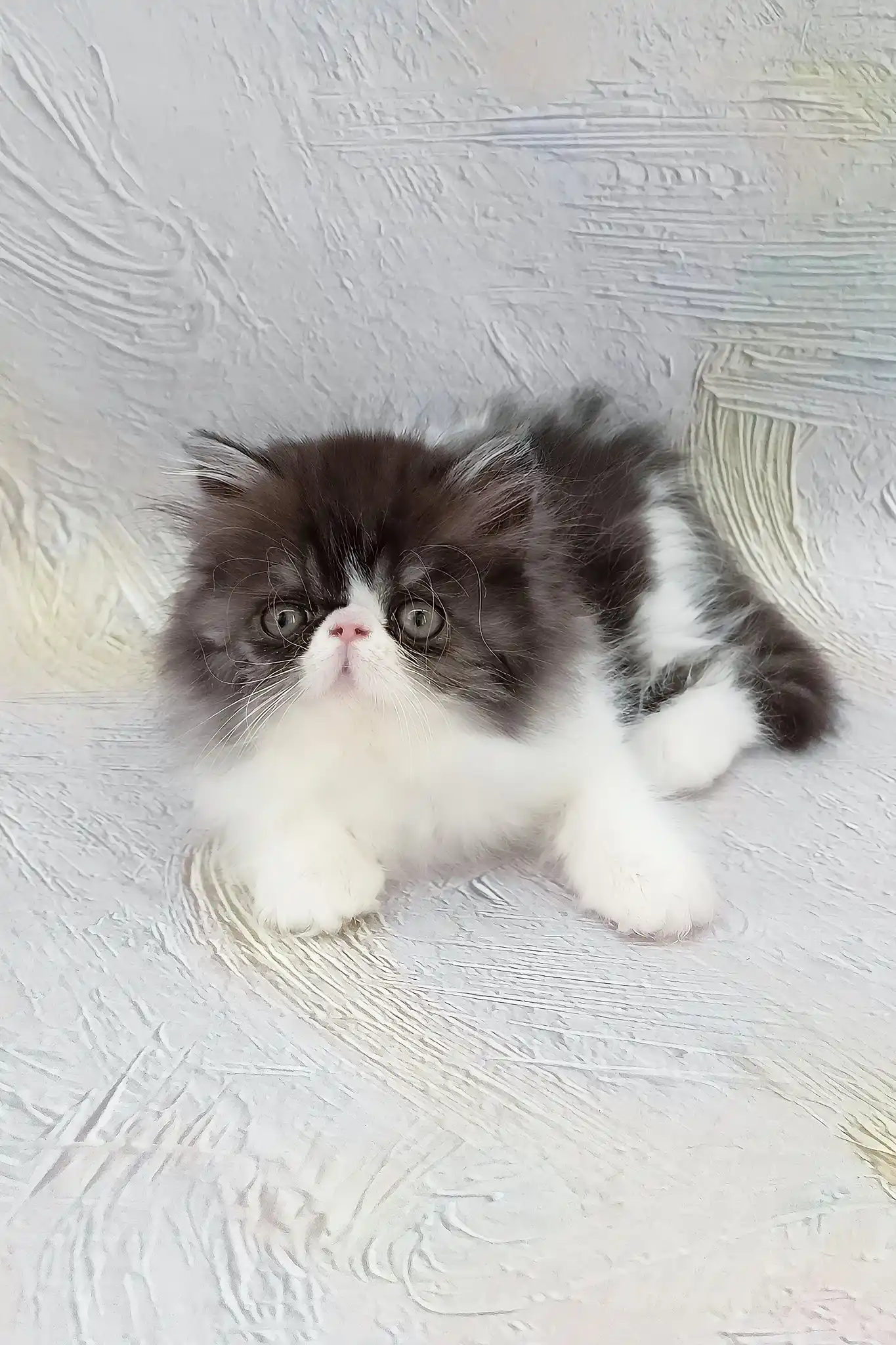 Deissika | Persian Kitten - Image 4