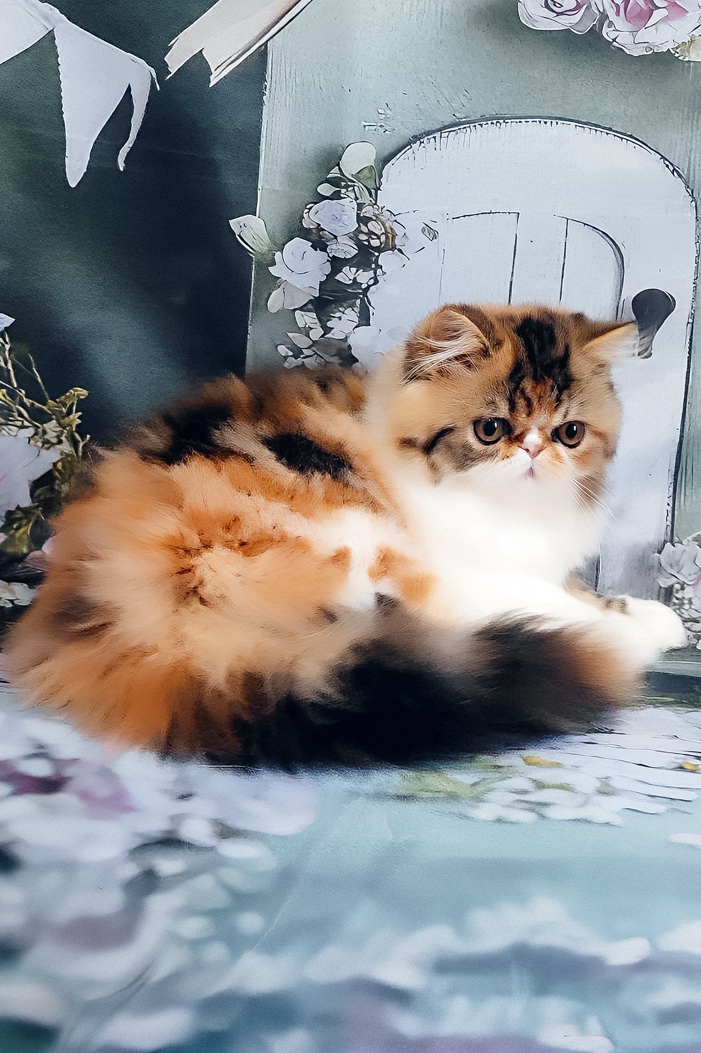 Faina | Persian Kitten - Image 3
