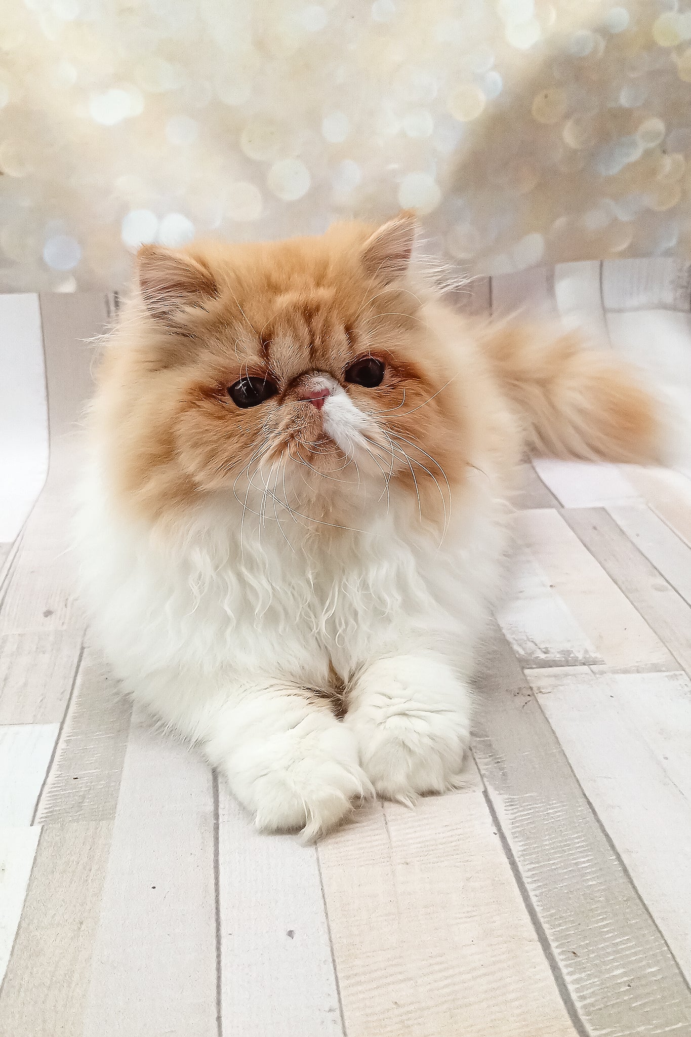Filimona | Persian Kitten - Image 2