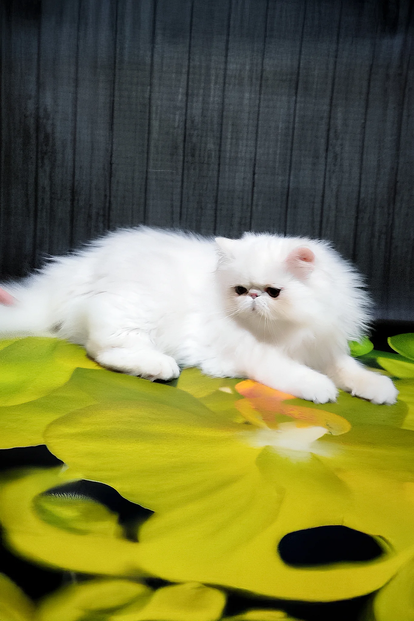 Kralya | Persian Kitten - Image 4