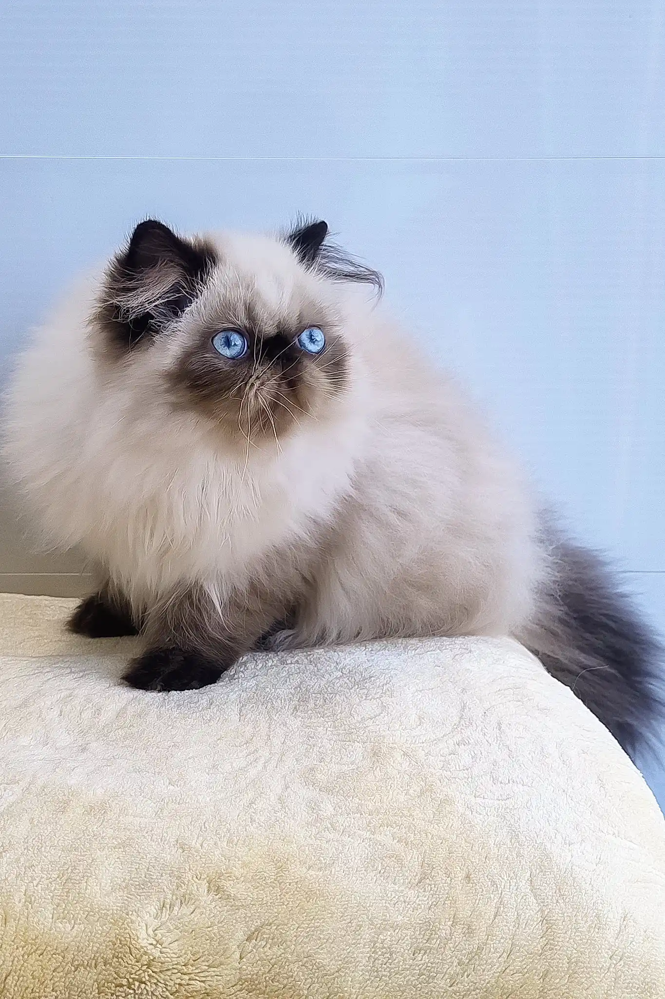 Nancy | Persian Kitten - Image 12