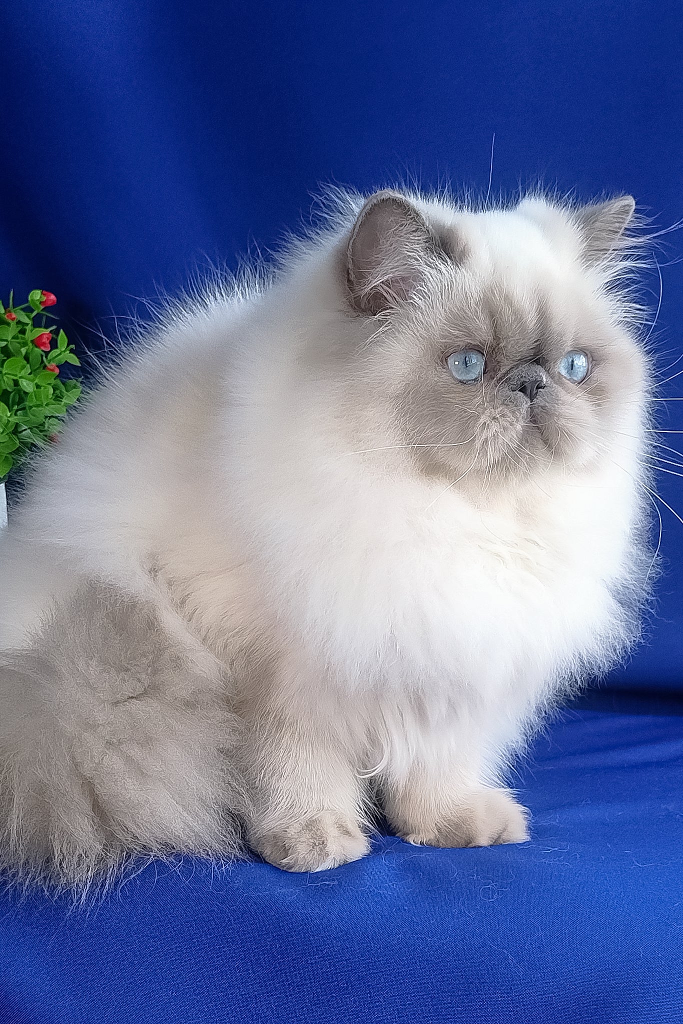 Nicoll | Persian Kitten - Image 3