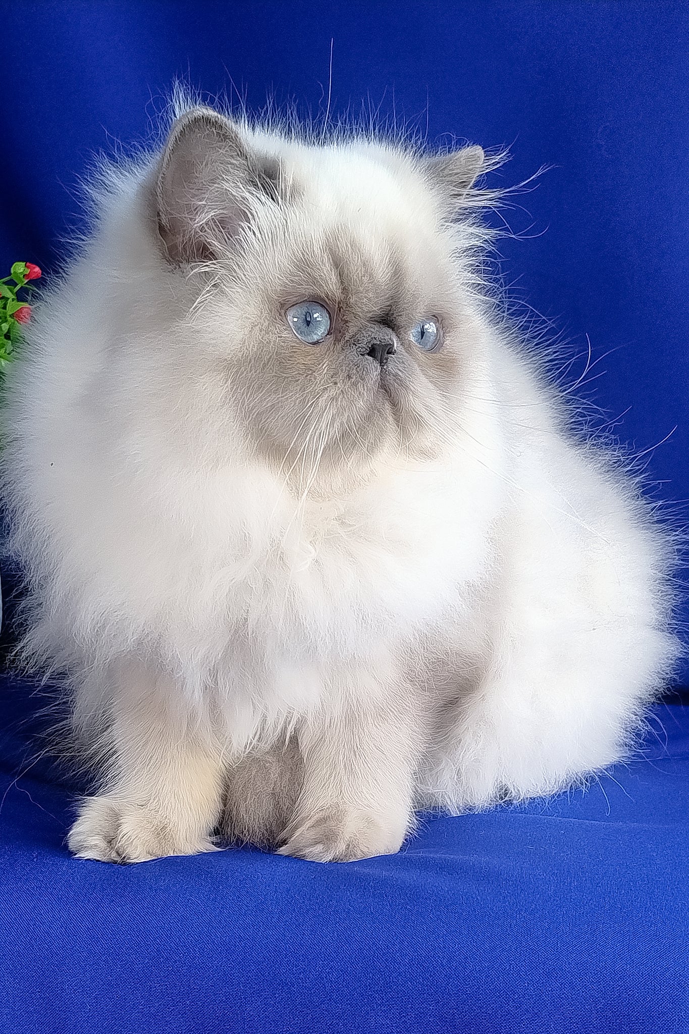 Nicoll | Persian Kitten - Image 7