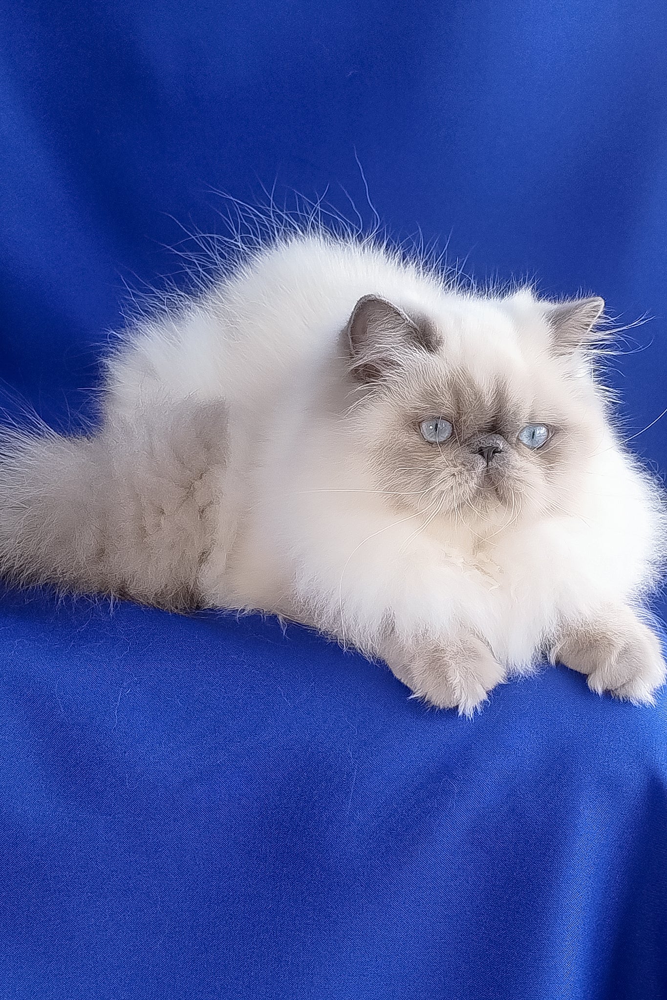Nicoll | Persian Kitten - Image 9