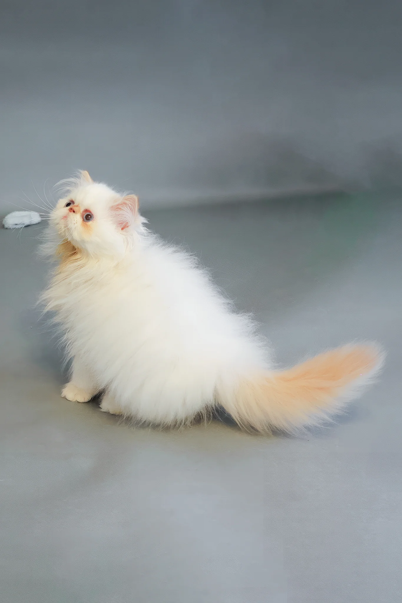 Sherry | Persian Kitten - Image 5