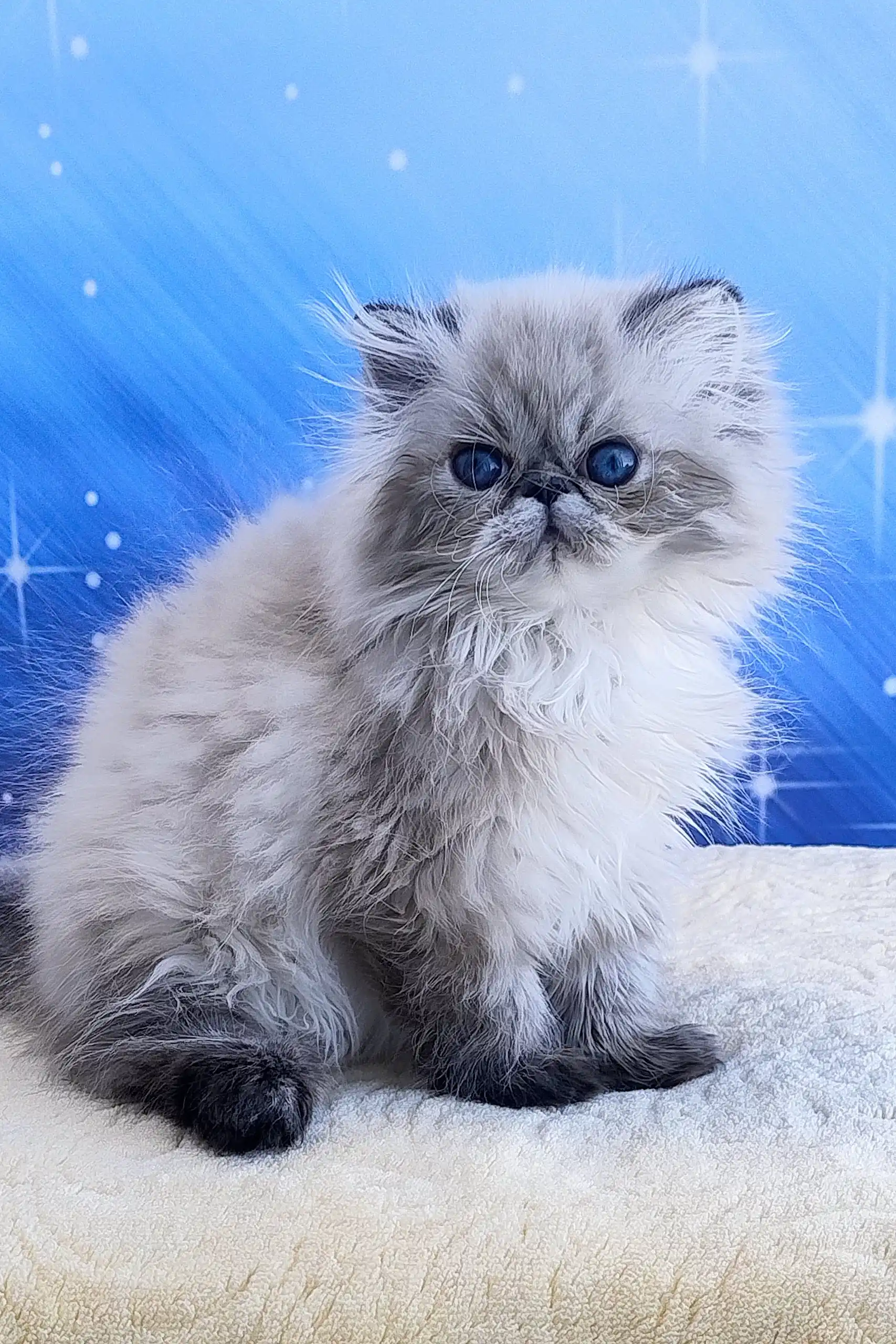 Tiara | Persian Kitten - Image 6