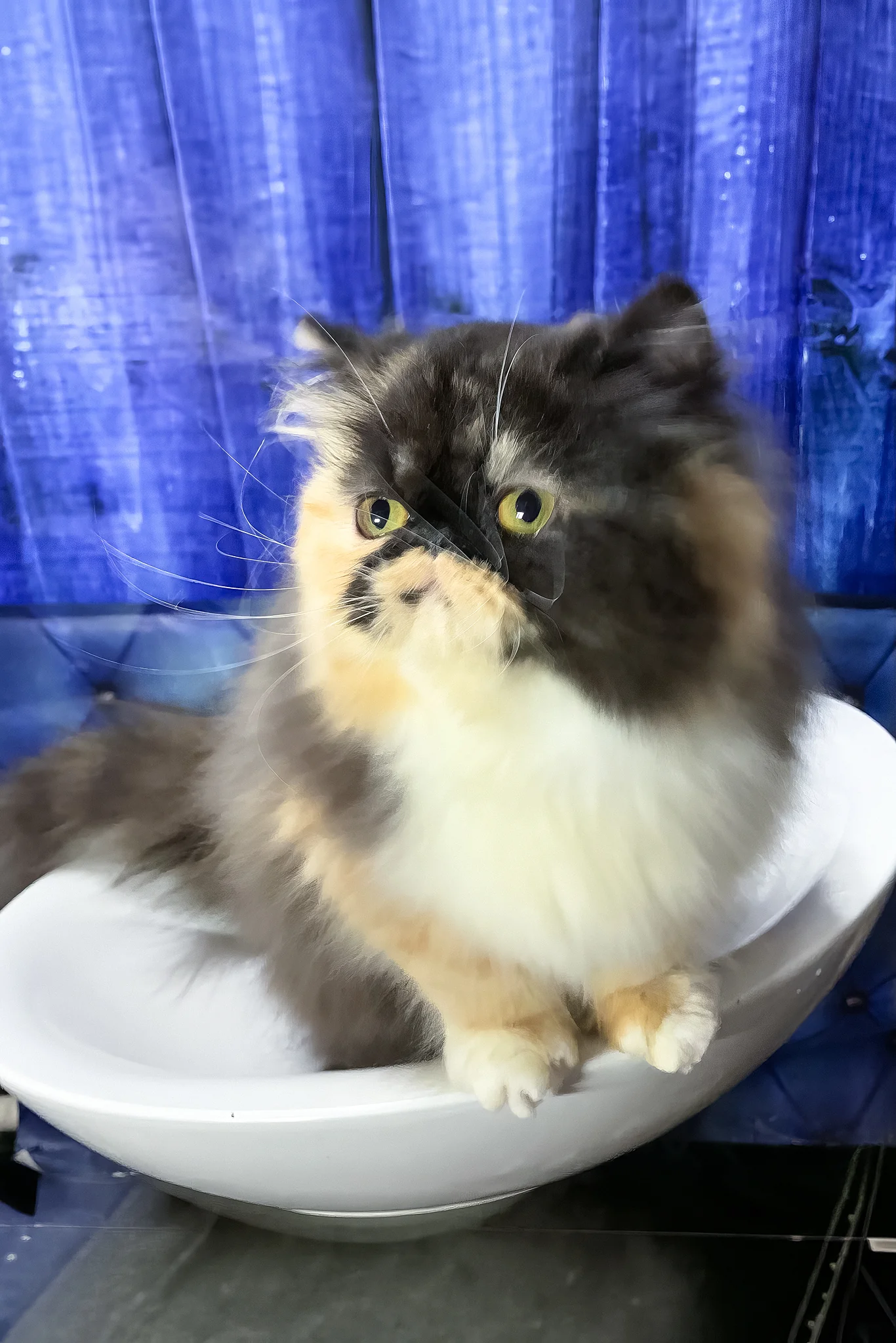 Tutsi | Persian Kitten - Image 4