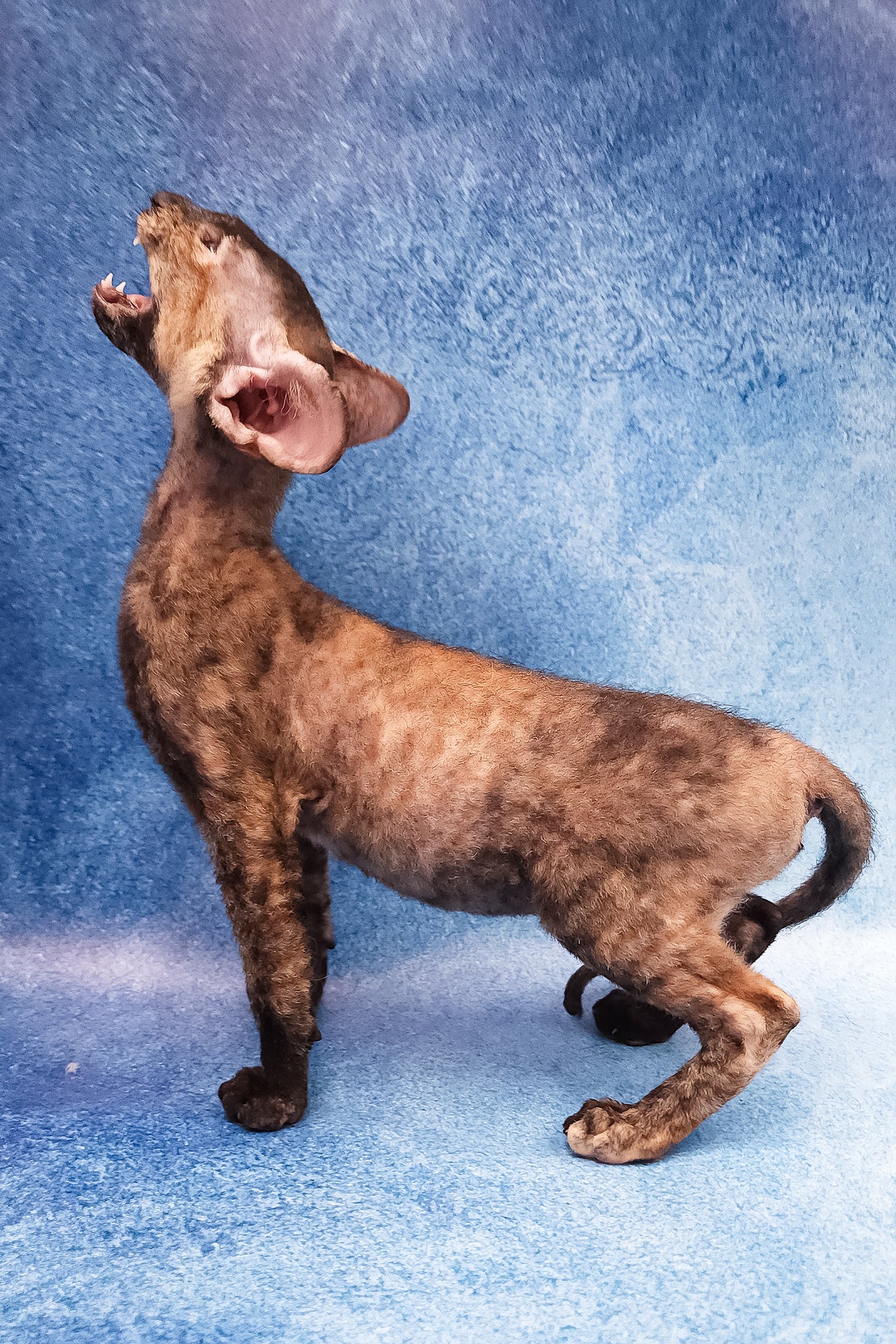 Fortune | Peterbald Kitten - Image 4