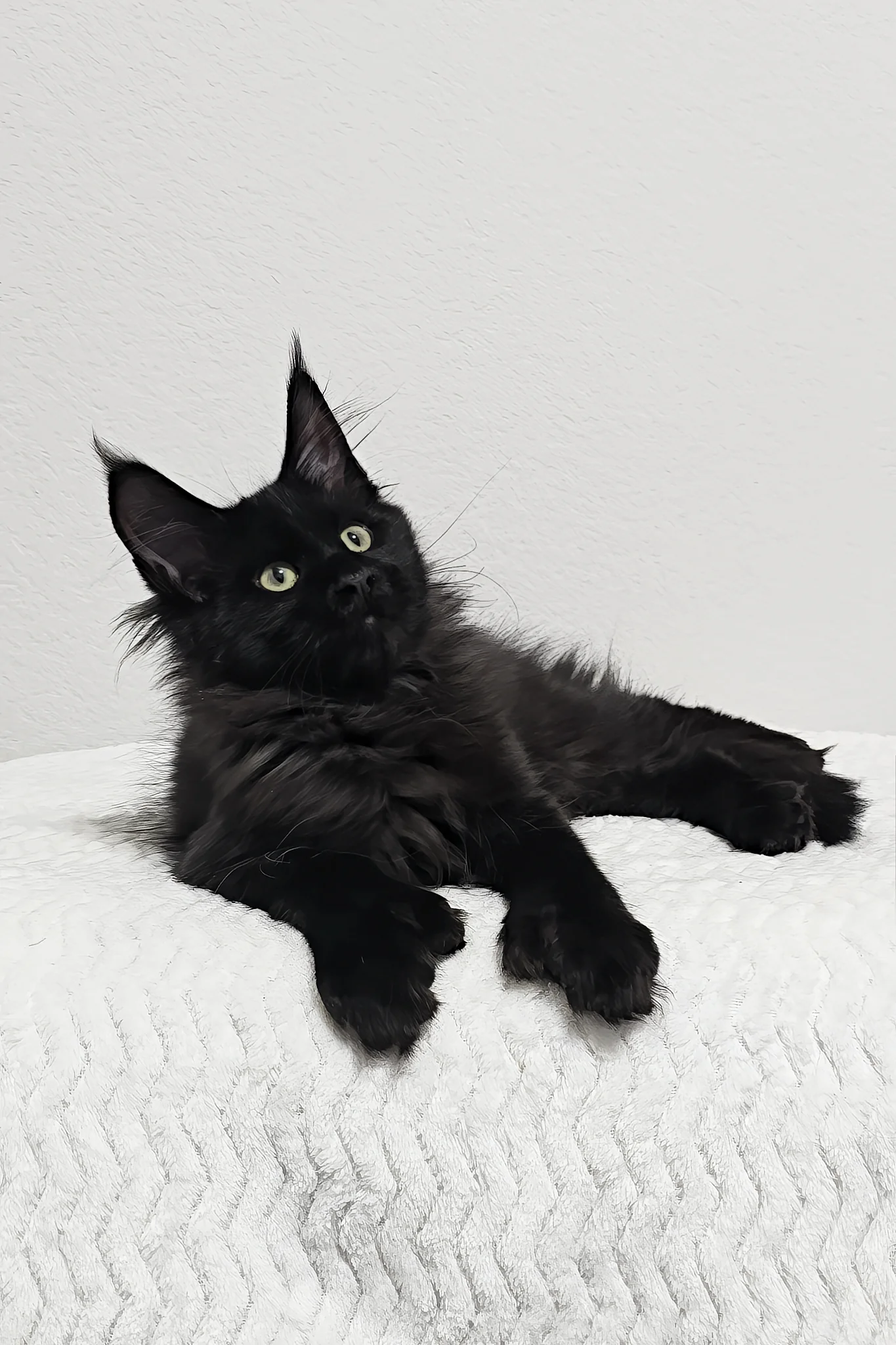 Betsy | Polydactyl Maine Coon Kitten - Image 5