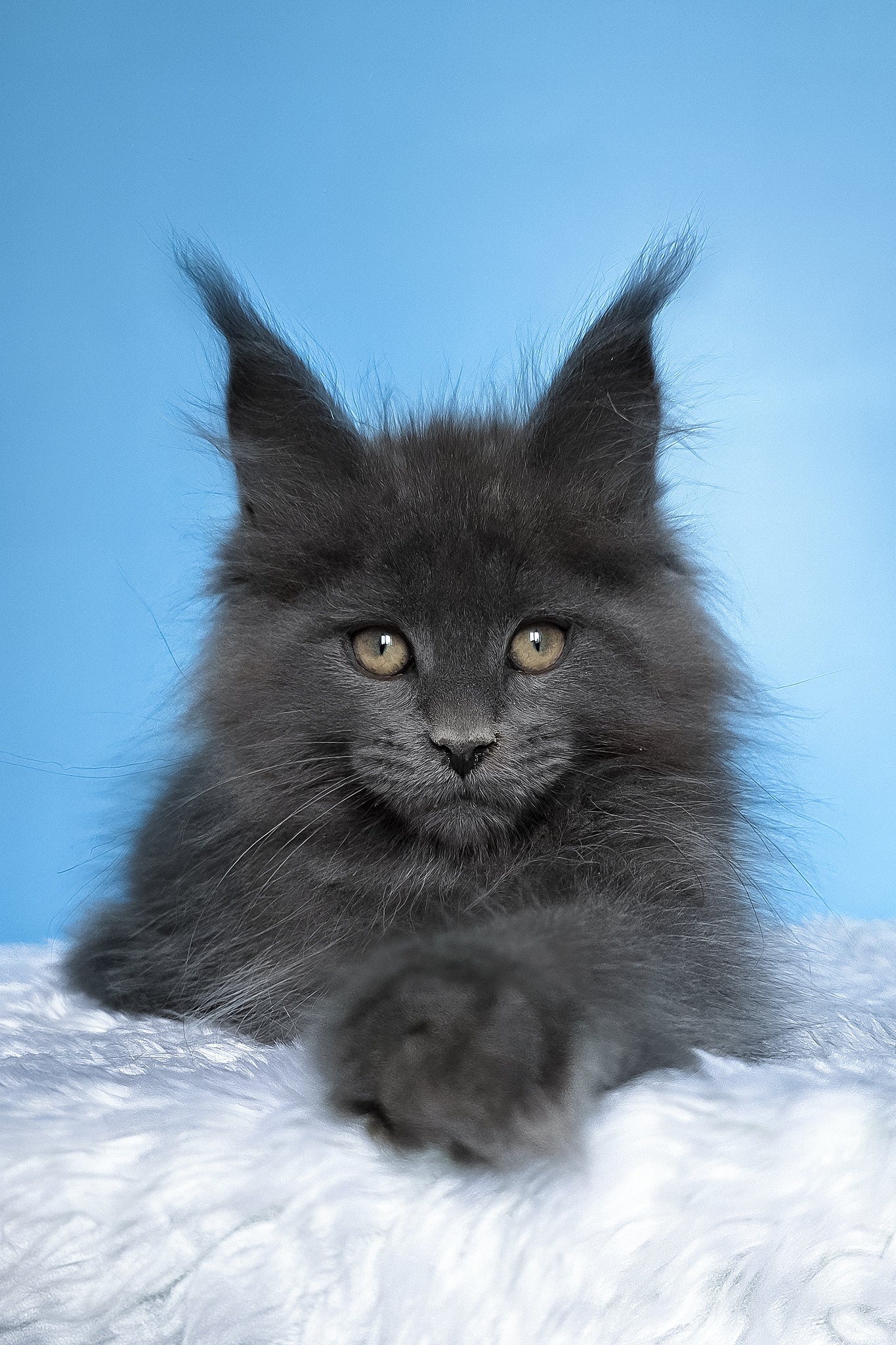 Betty | Polydactyl Maine Coon Kitten - Image 5