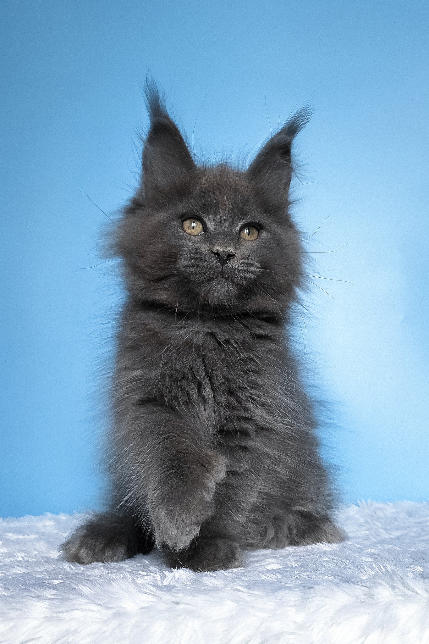 Betty | Polydactyl Maine Coon Kitten - Image 8